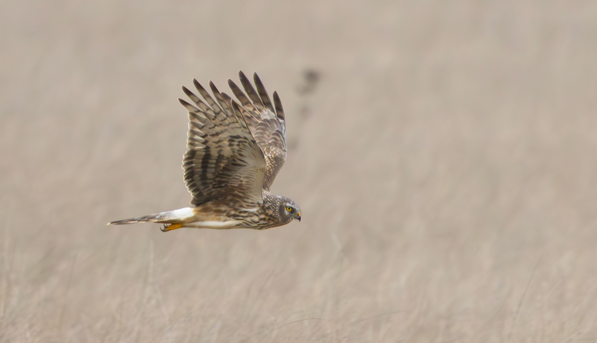 Hen Harrier, Lincolnshire