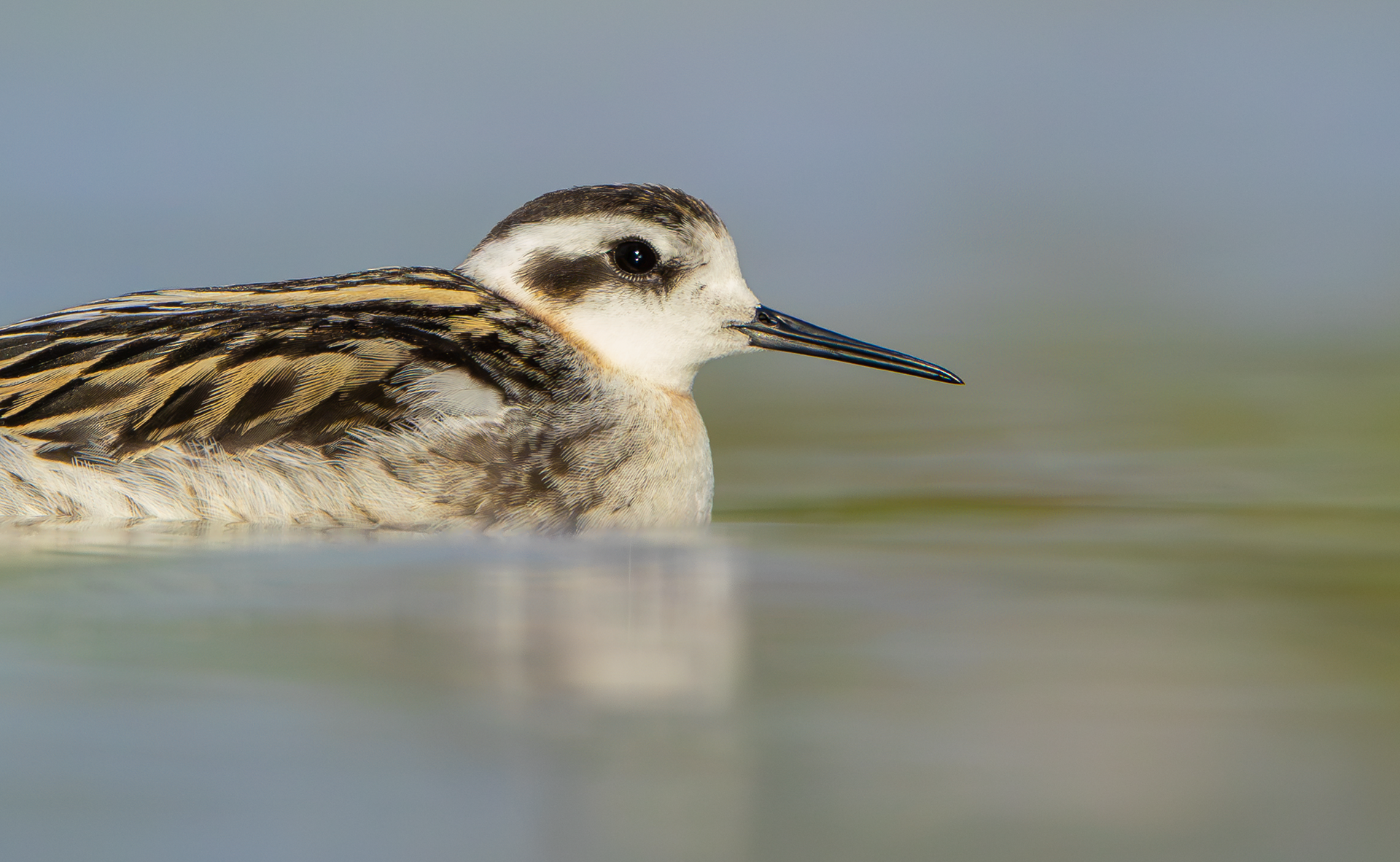 Red-necked Phalarope, Kingsbury Water Park, Warwickshire