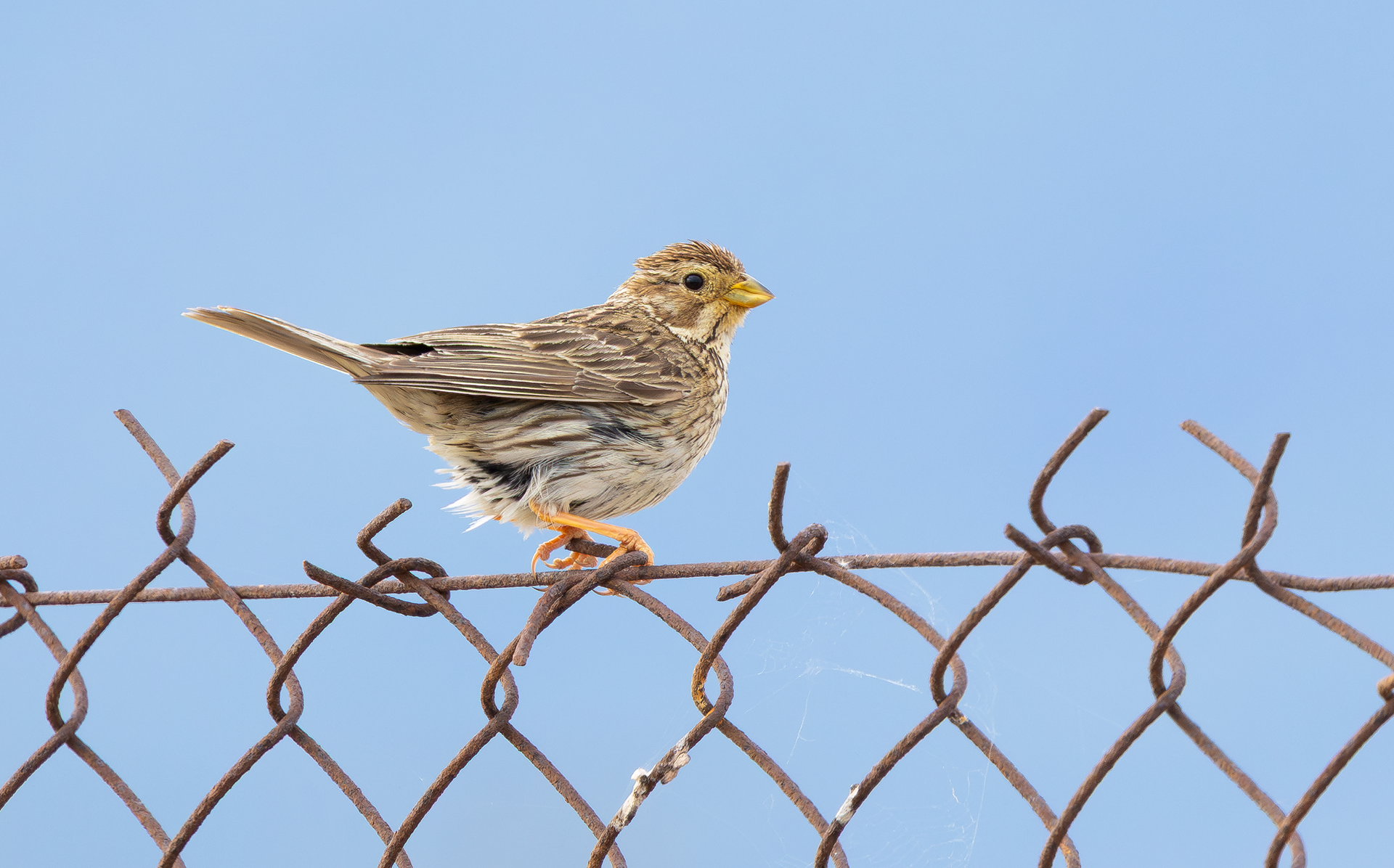 Corn Bunting