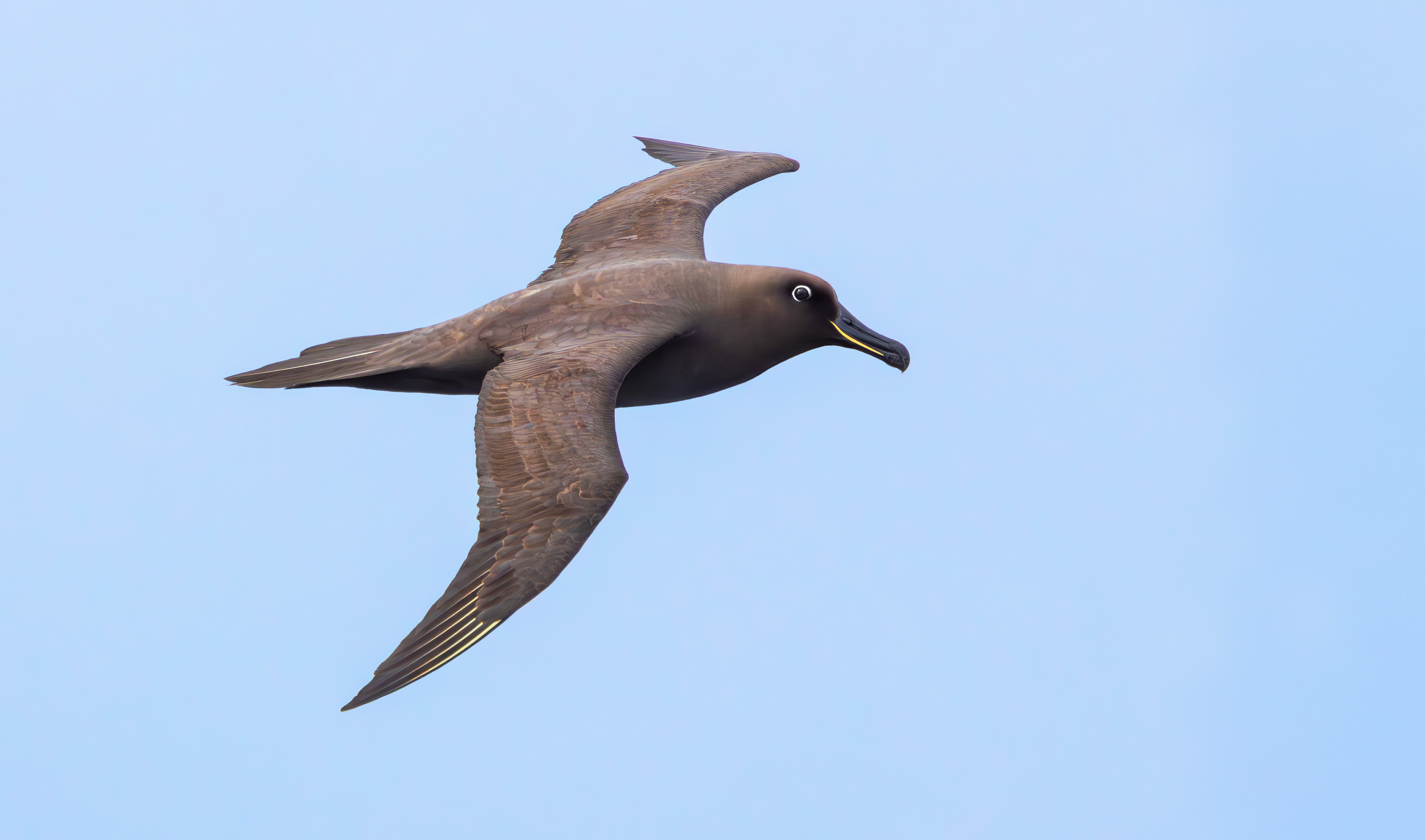 Sooty Albatross, Marion Island