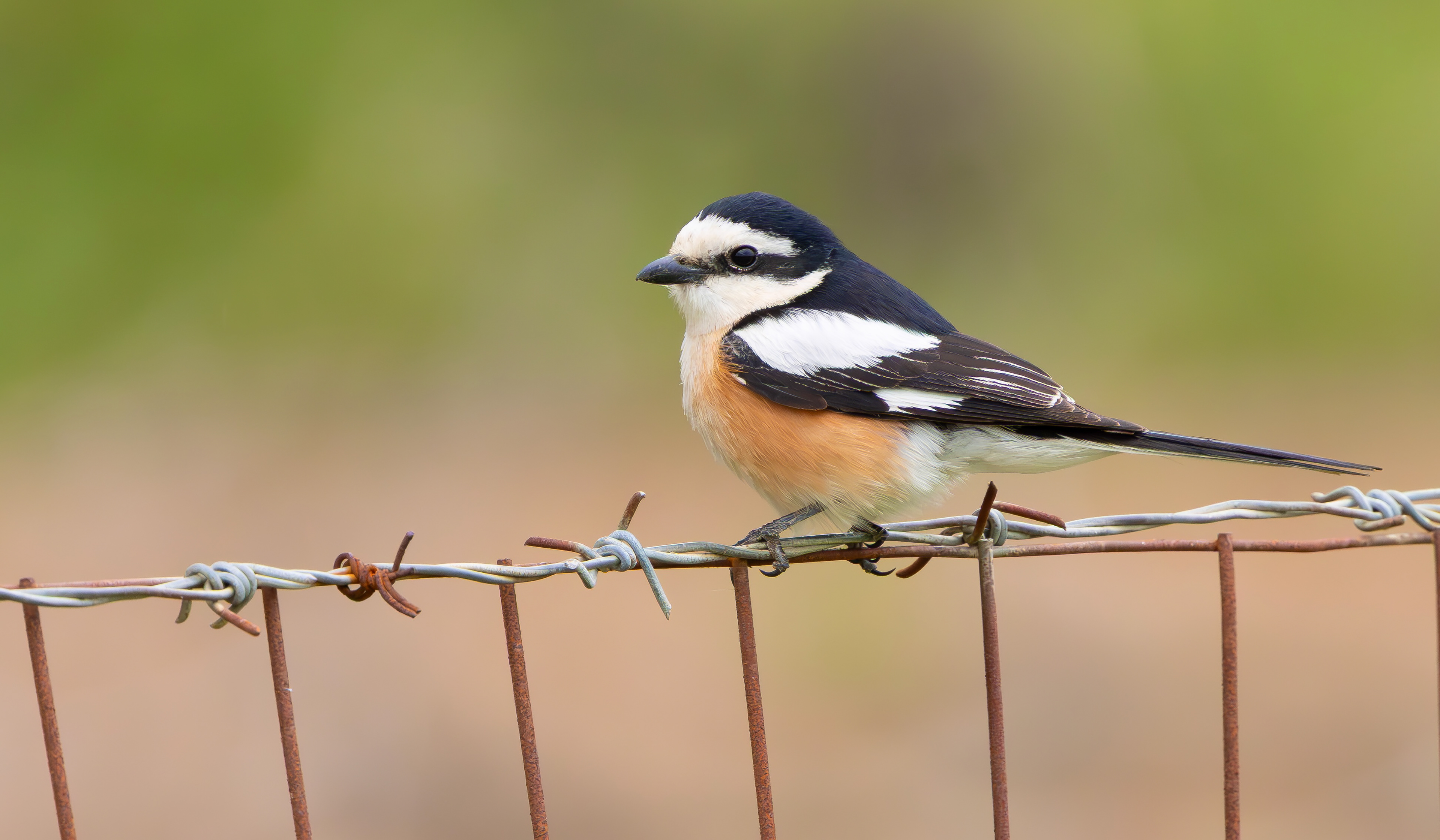 Masked Shrike