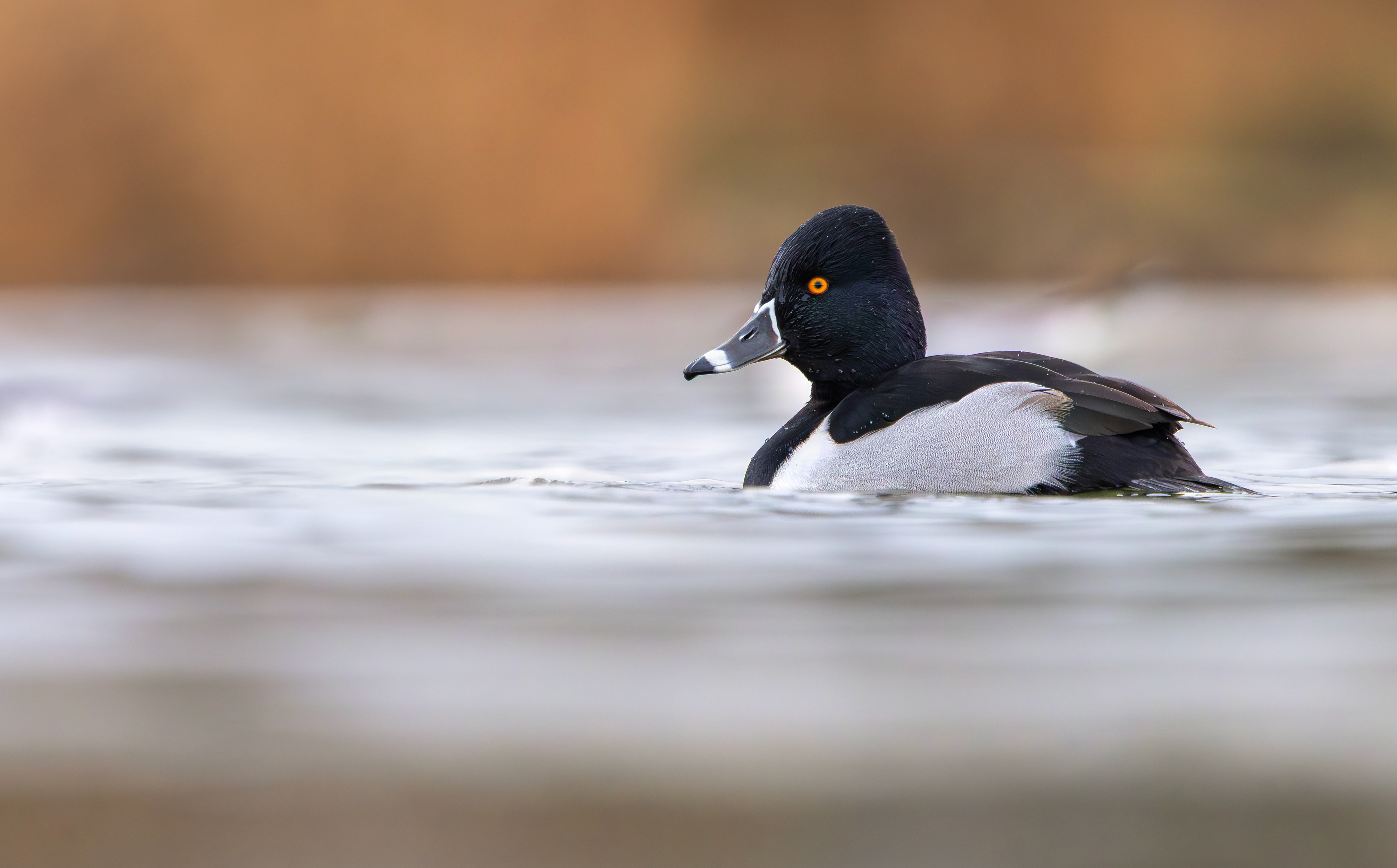 Ring-necked Duck, Straw's Bridge, Derbyshire