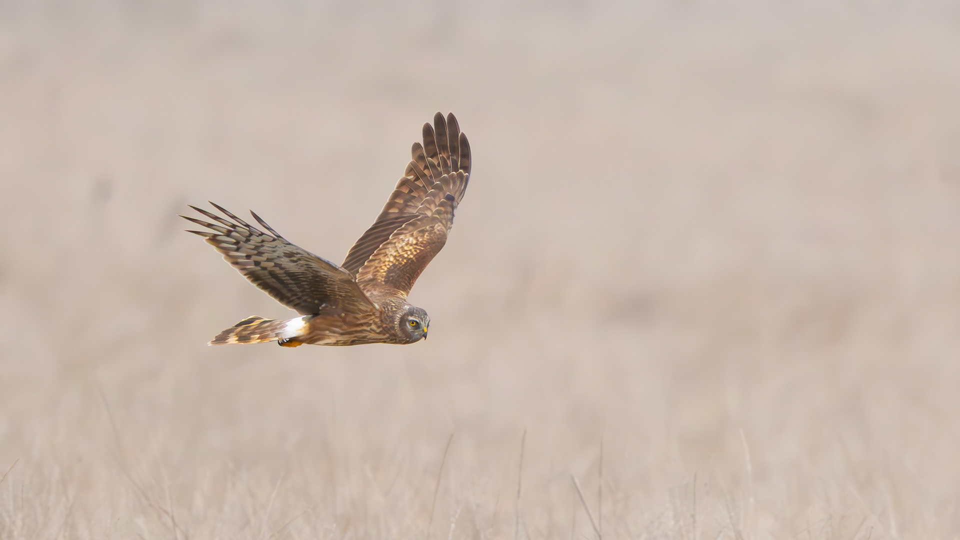 Hen Harrier, Lincolnshire