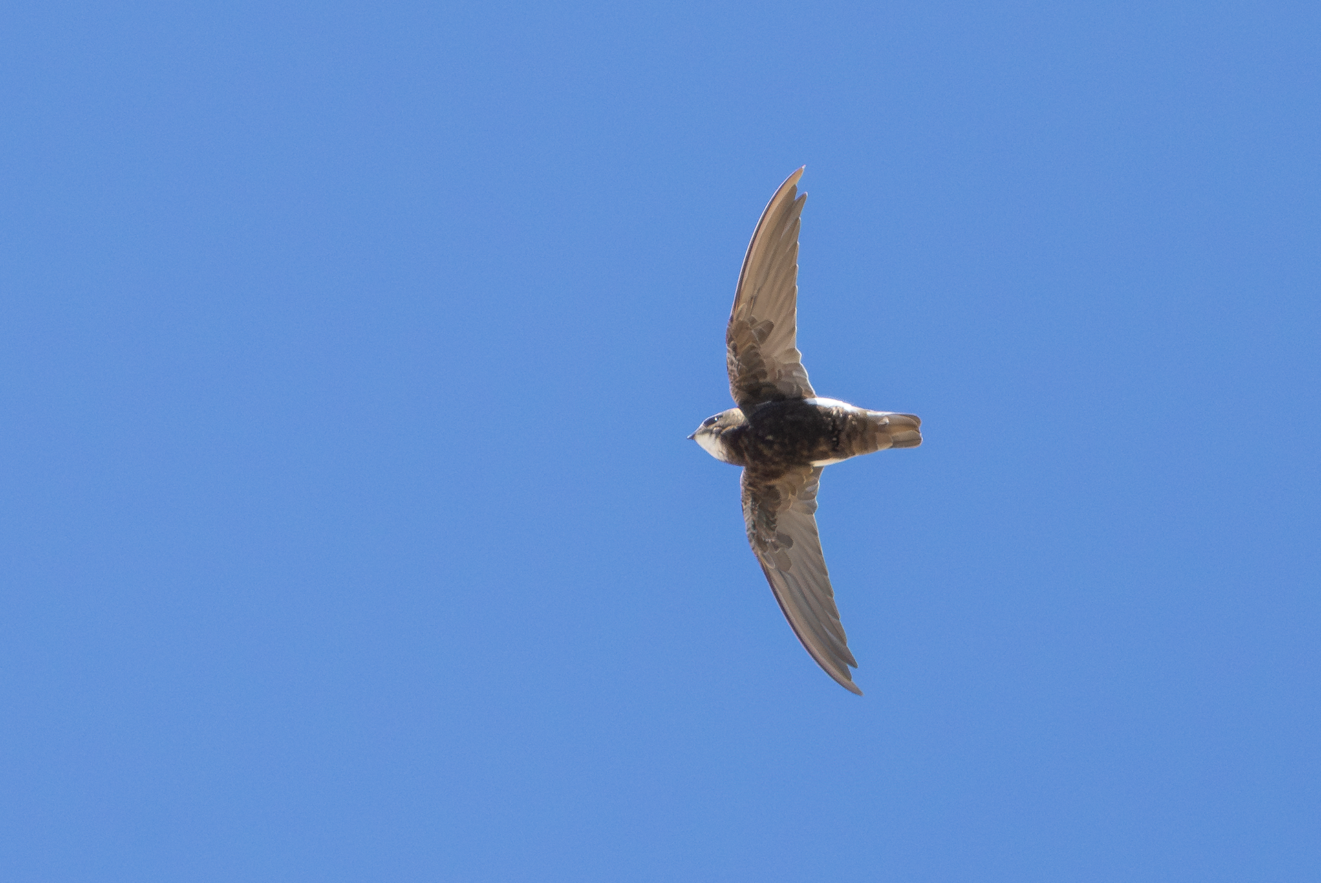 Little Swift, Chipiona