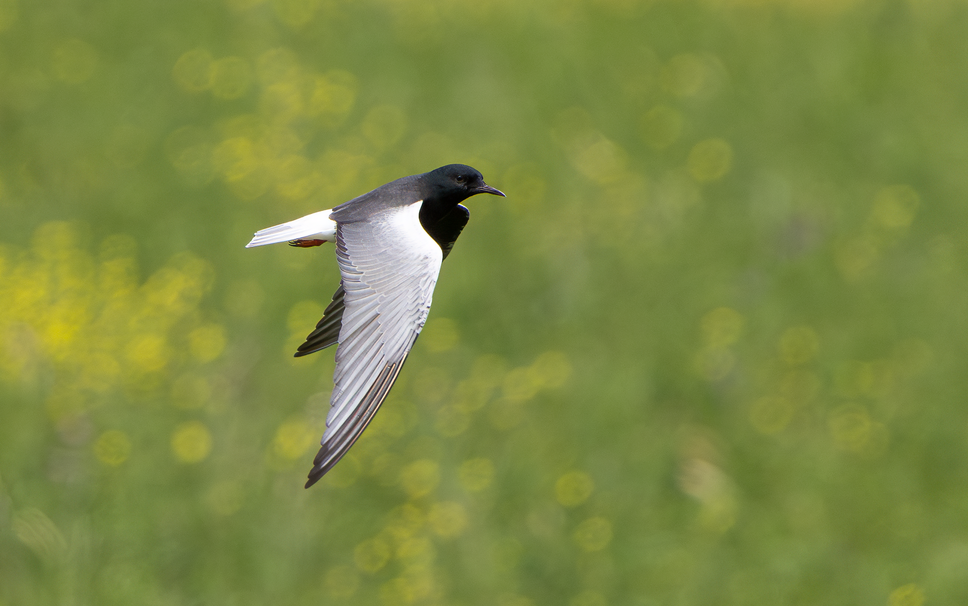 White-winged Tern