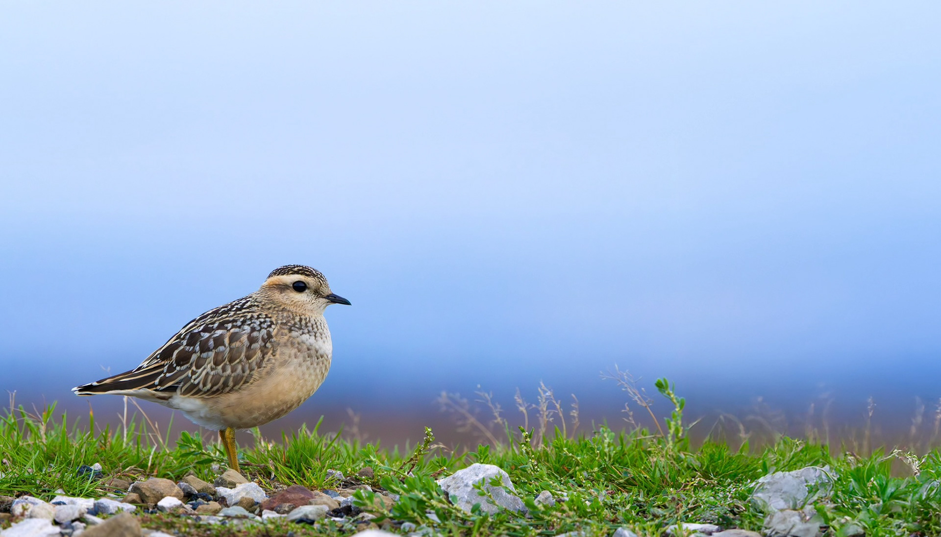 Eurasian Dotterel, Burbage Moor, South Yorkshire