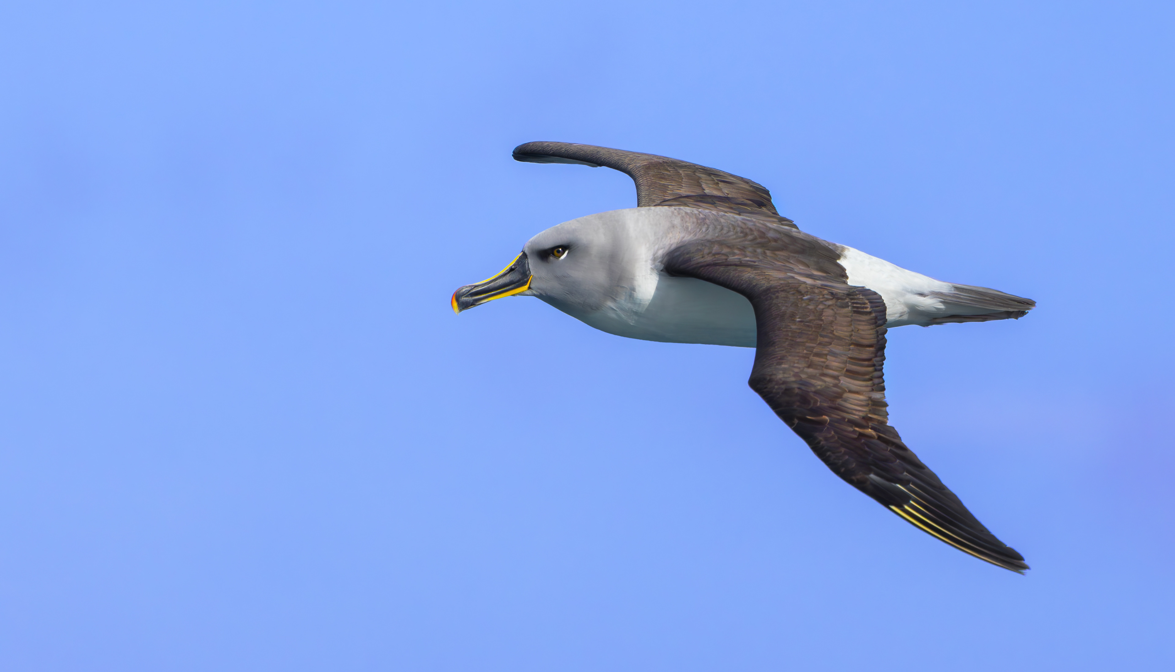 Grey-headed Albatross