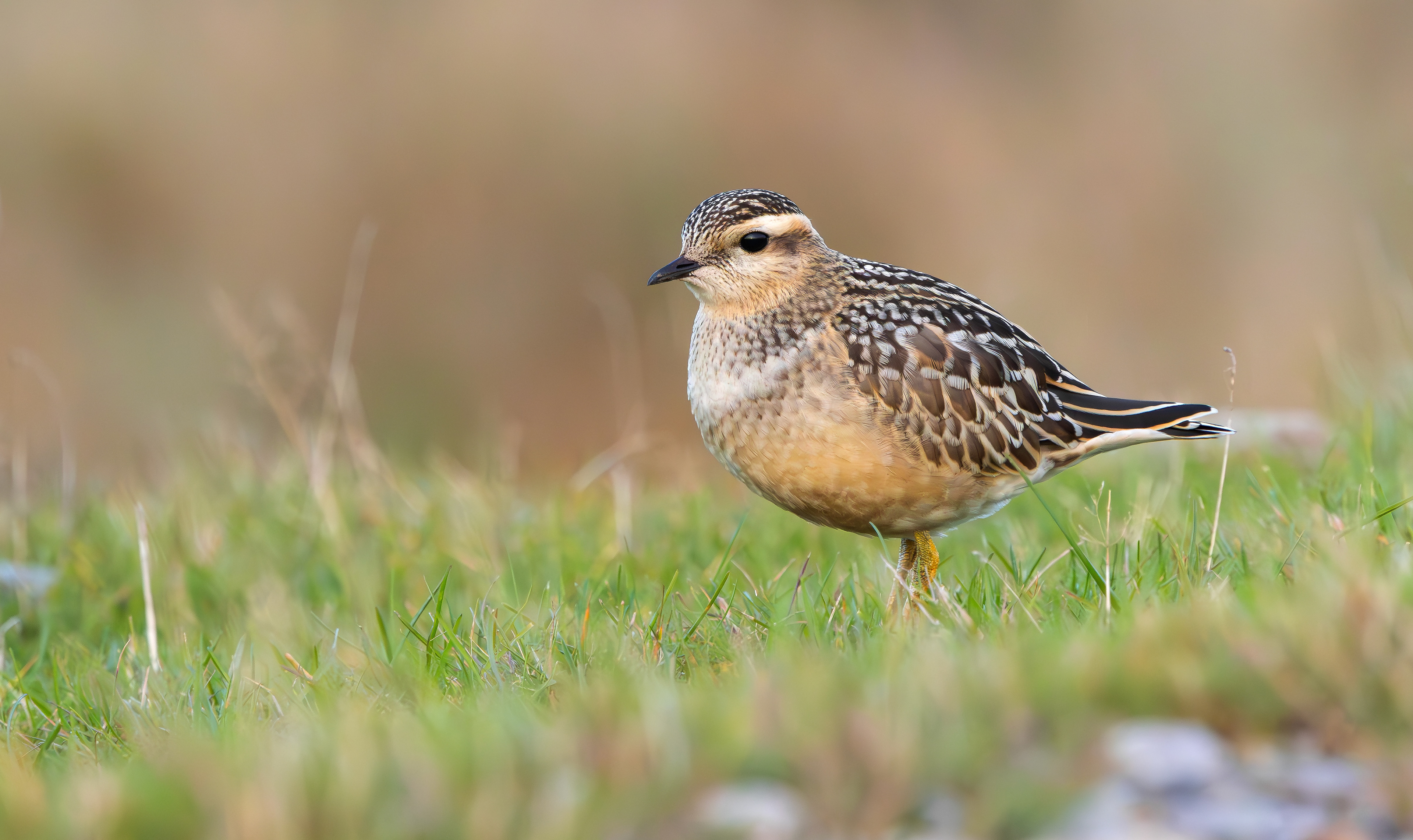 Eurasian Dotterel, Burbage Moor, South Yorkshire