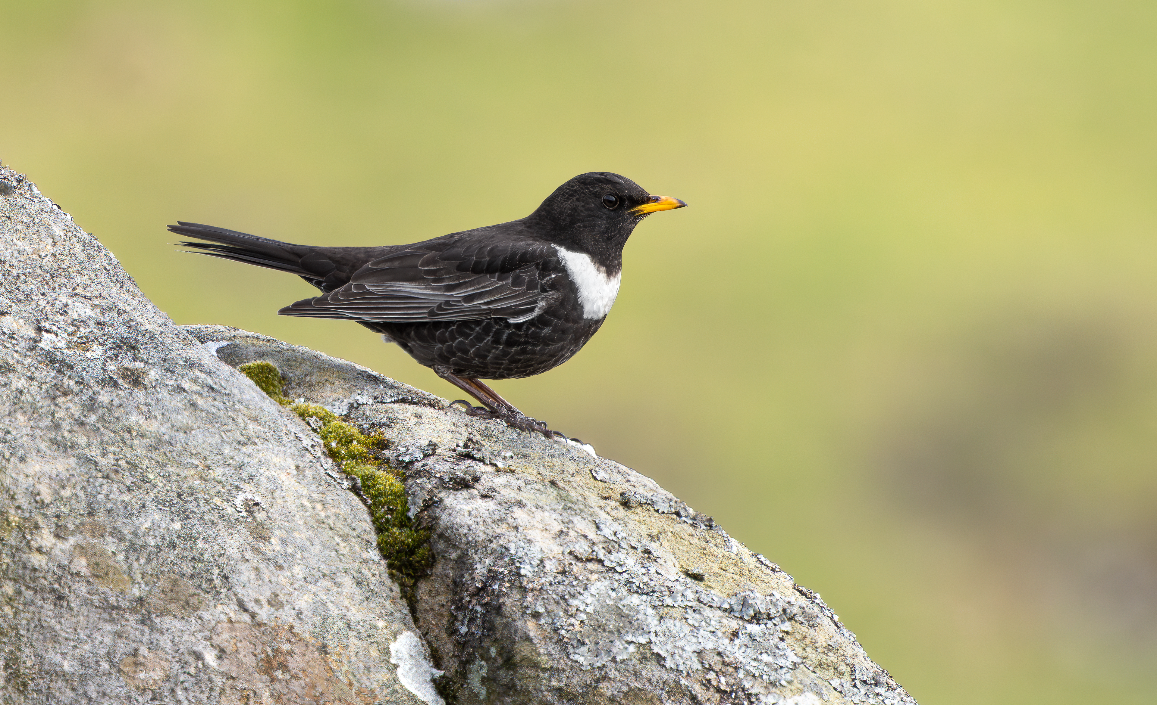 Ring Ouzel, Peak District, South Yorkshire
