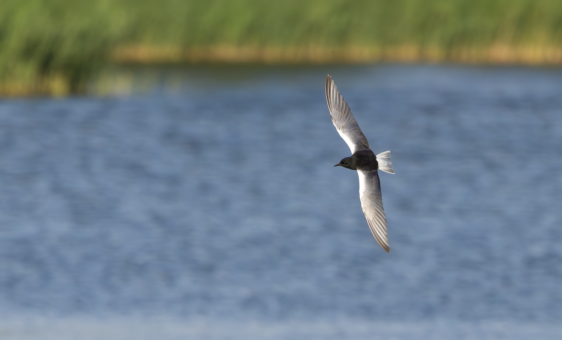 White-winged Black Tern, Holme Pierrepont, NottinghamshireWhite-winged Black Tern, Holme Pierrepont, Nottinghamshire