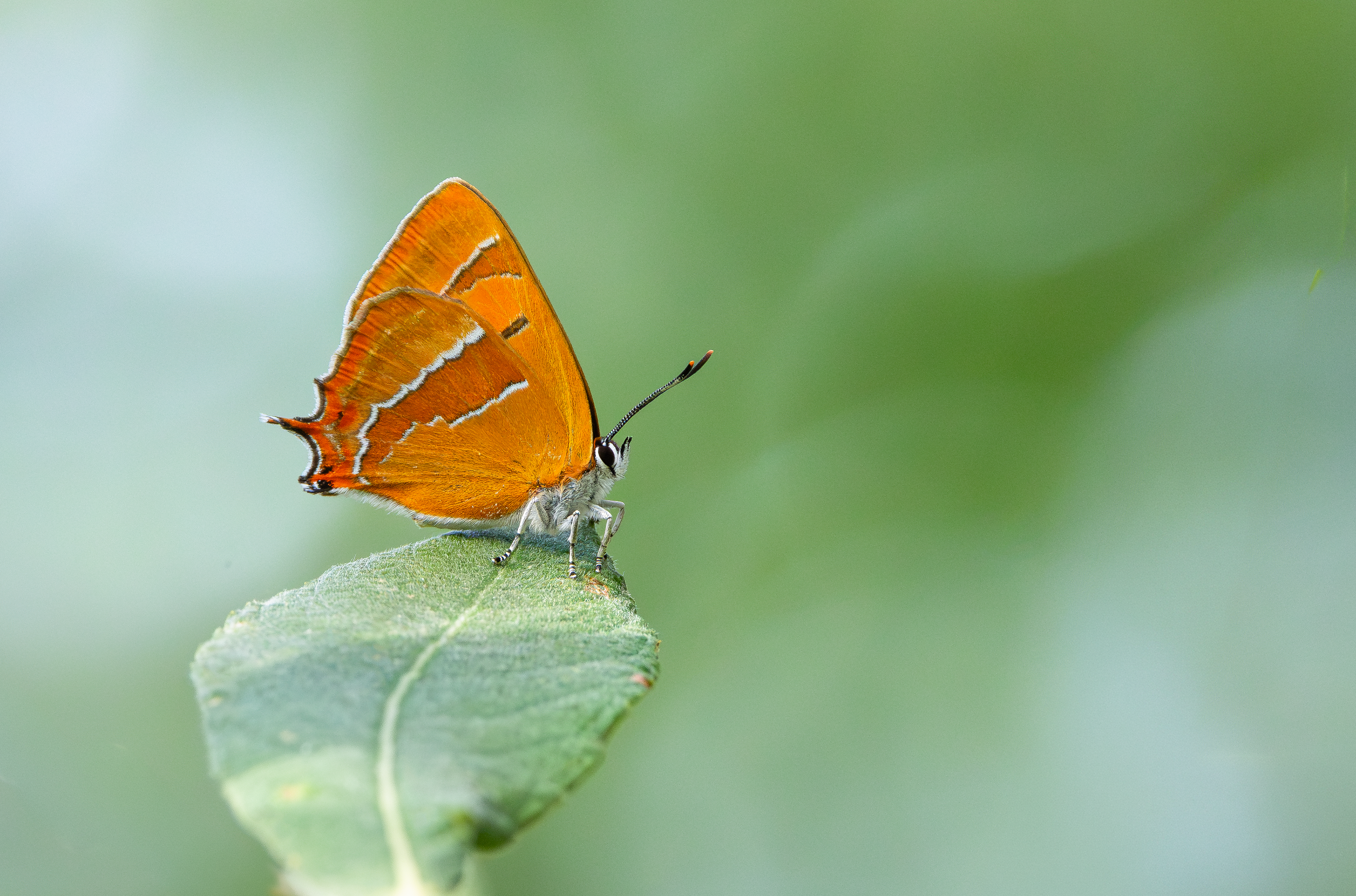 Brown Hairstreak, Otmoor RSPB, Oxfordshire