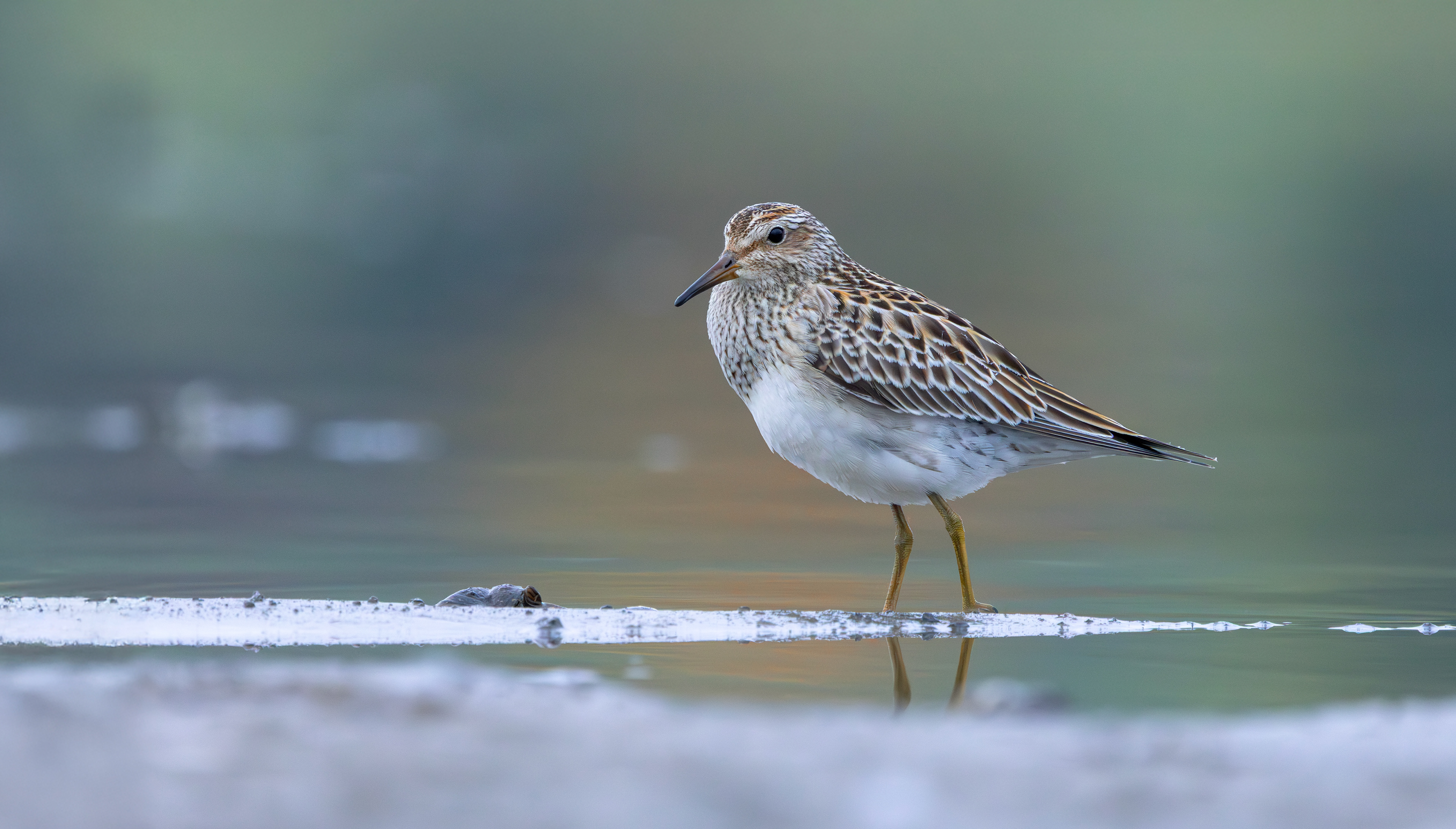 Pectoral Sandpiper, Hollowell Reservoir, Northamptonshire