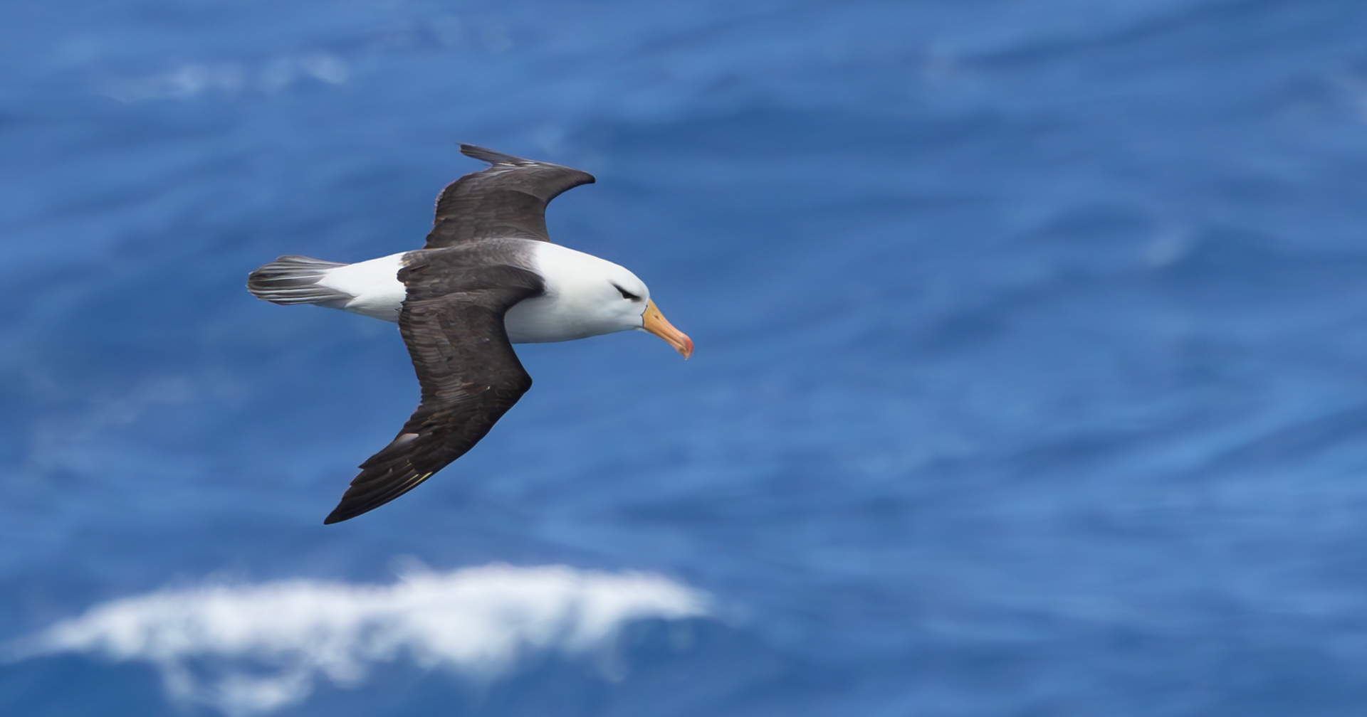 Black-browed Albatross
