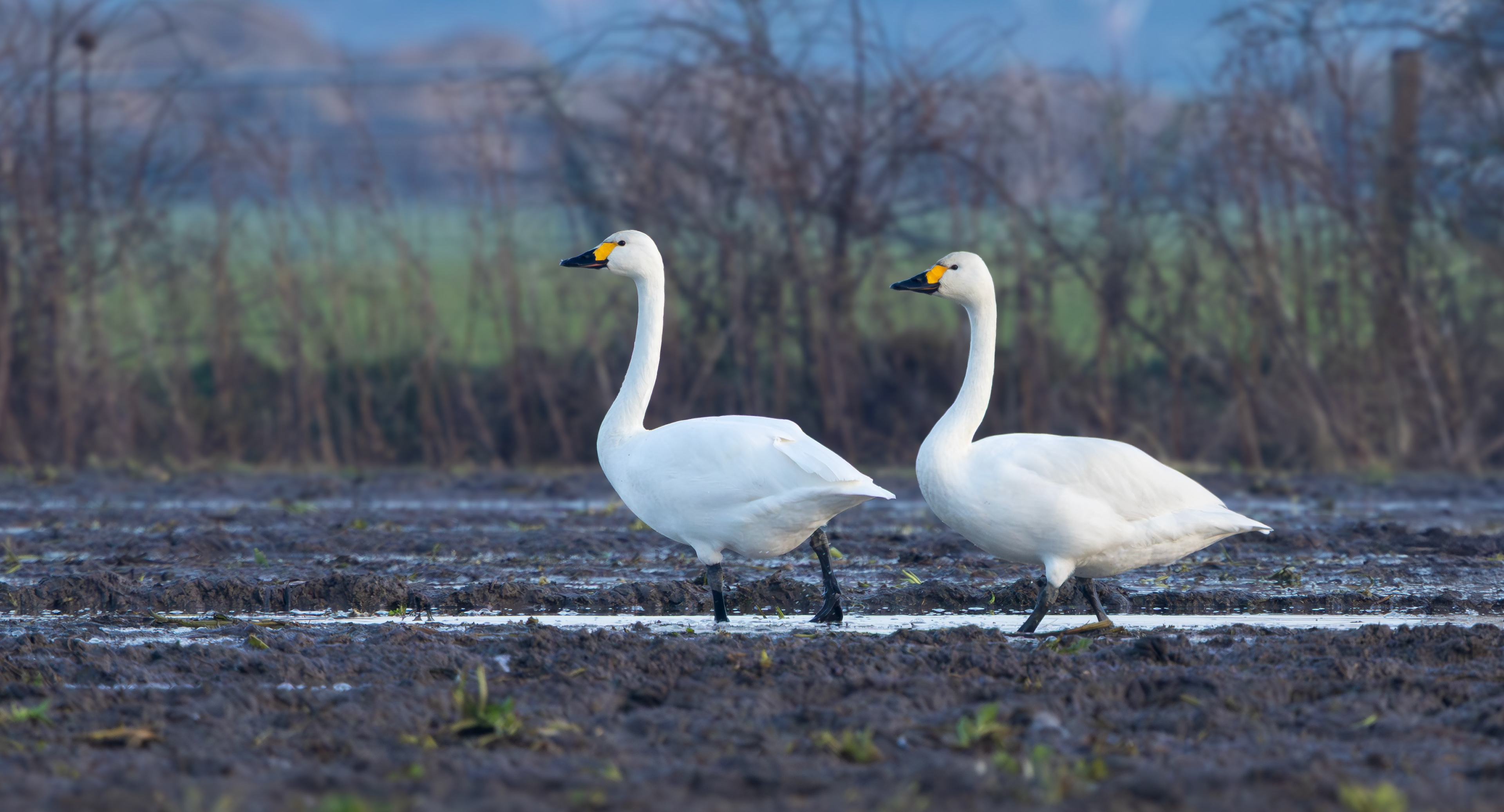Bewick's Swans, Texel