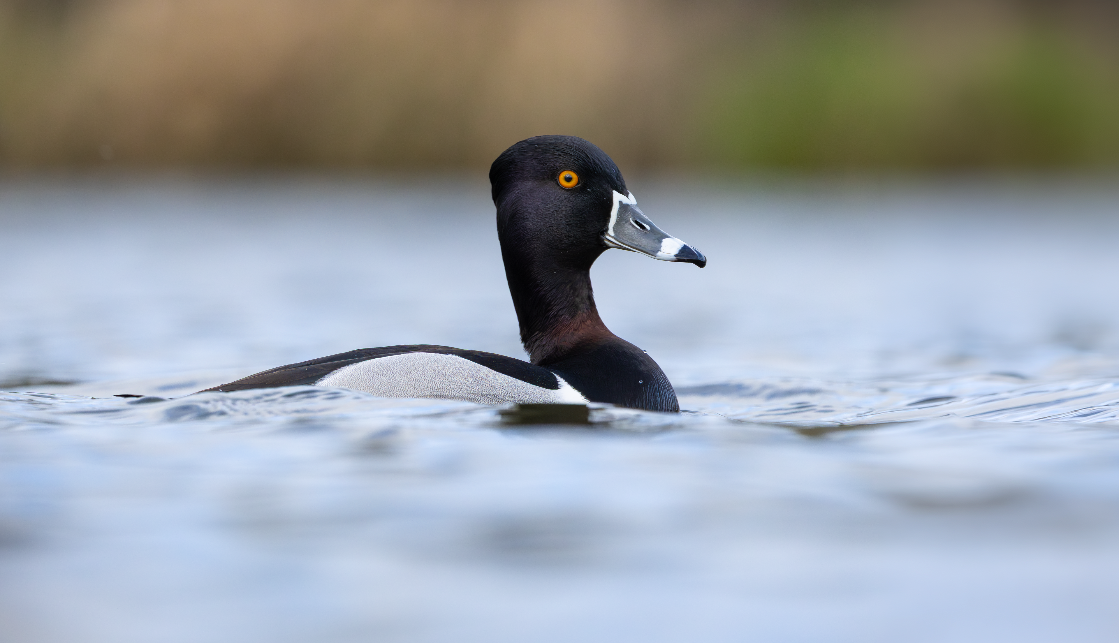 Ring-necked Duck, Codnor Park, Derbyshire