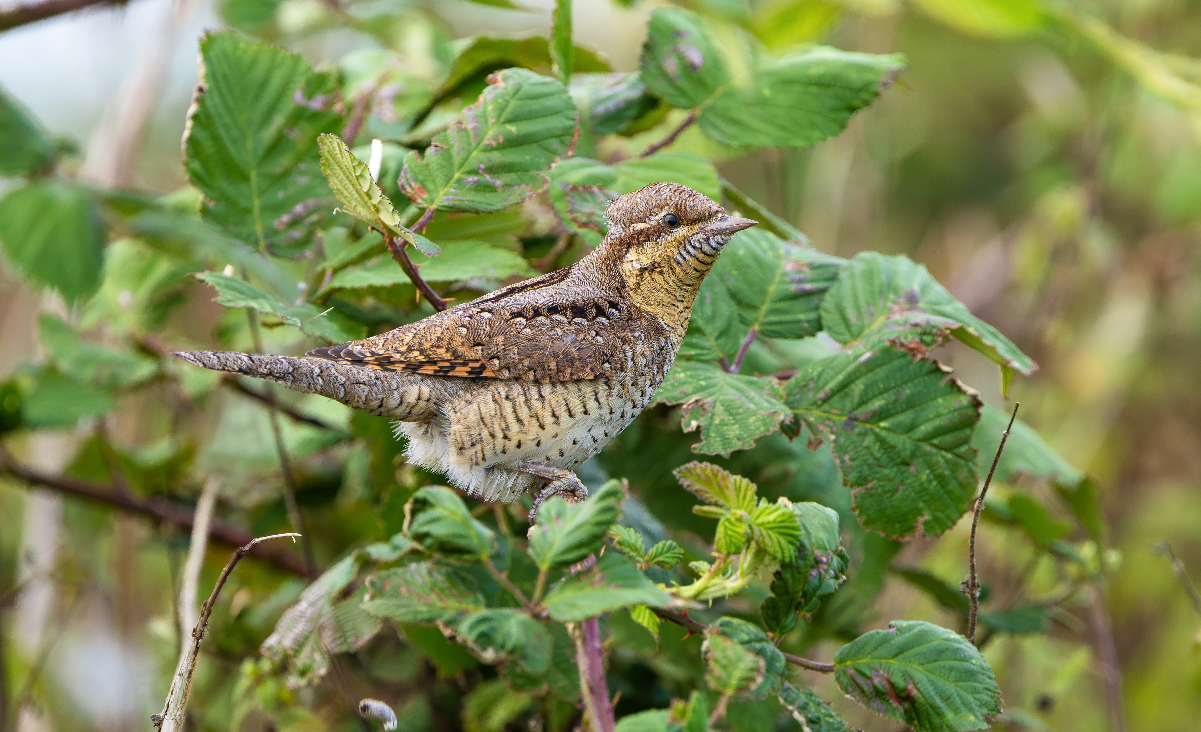 Wryneck, Freiston Shore RSPB, Lincolnshire