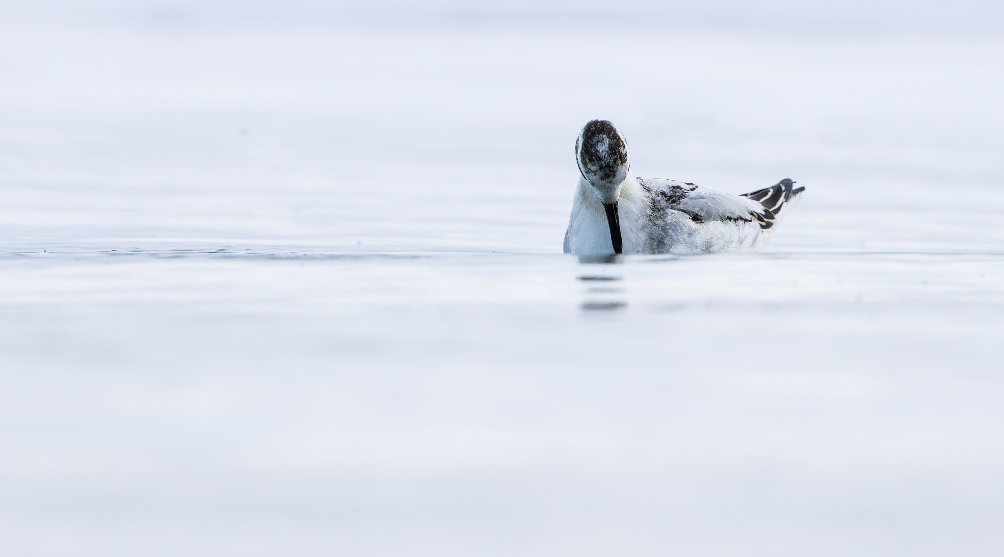 Grey Phalarope, Rutland Water, Leicestershire & Rutland