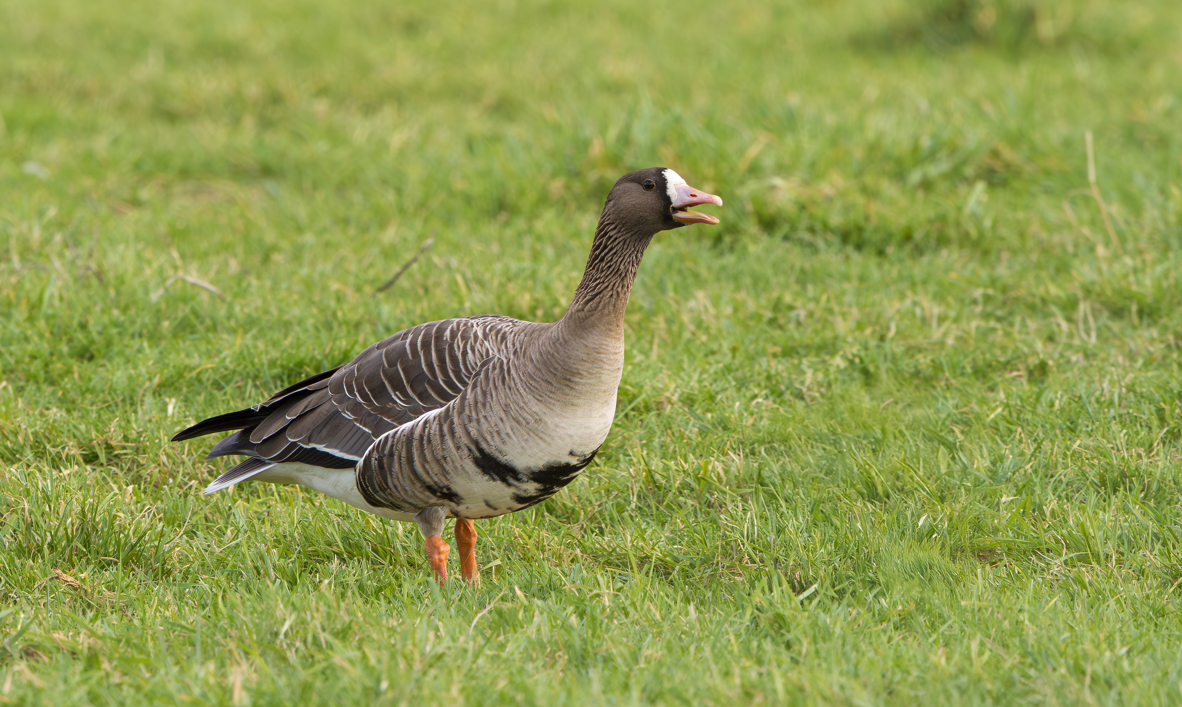 Russian White-fronted Goose, Girton Pits, Nottinghamshire