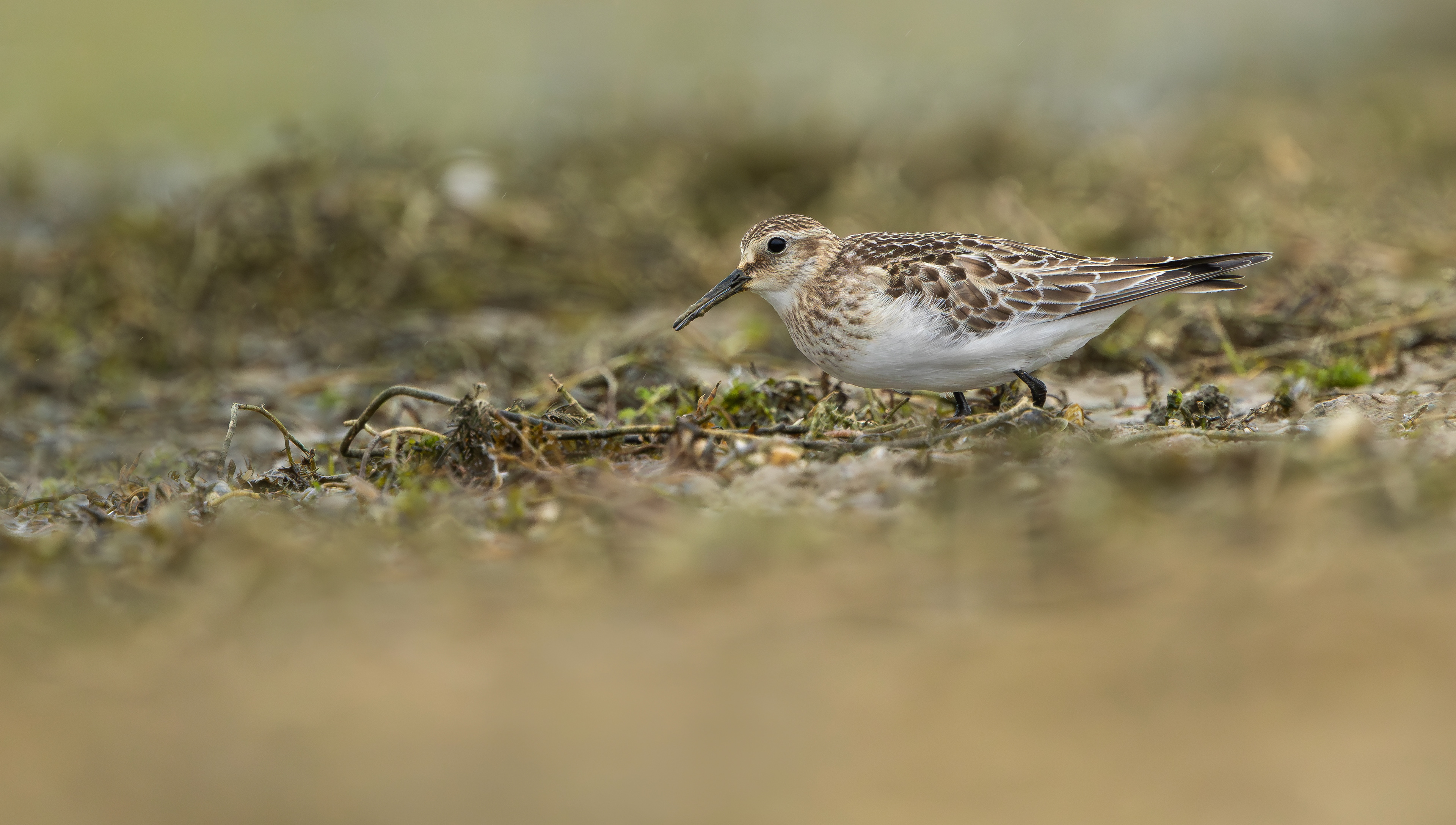 Baird's Sandpiper, Rutland Water, Leicestershire & Rutland