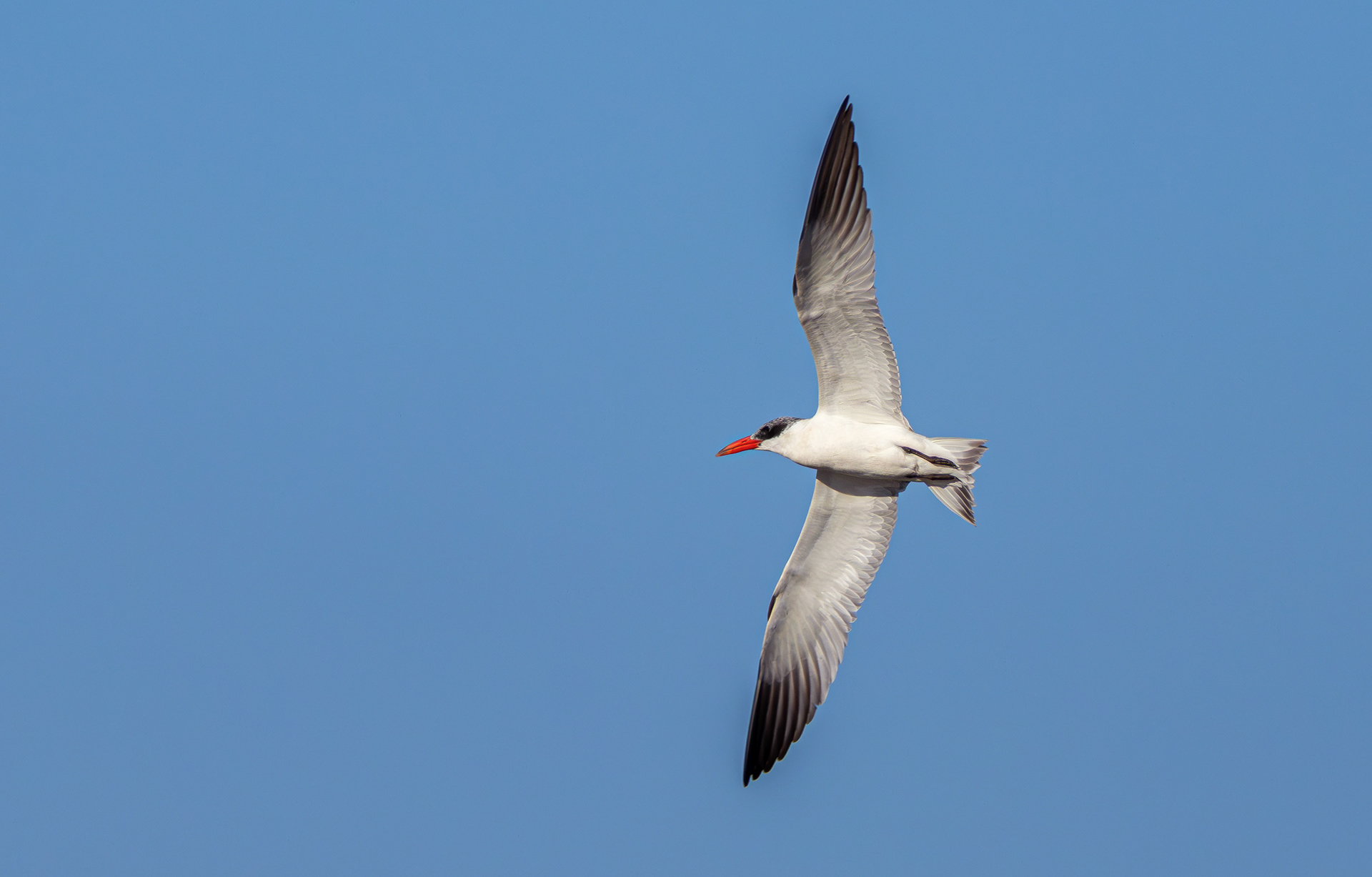 Caspian Tern, Holme Pierrepont, Nottinghamshire