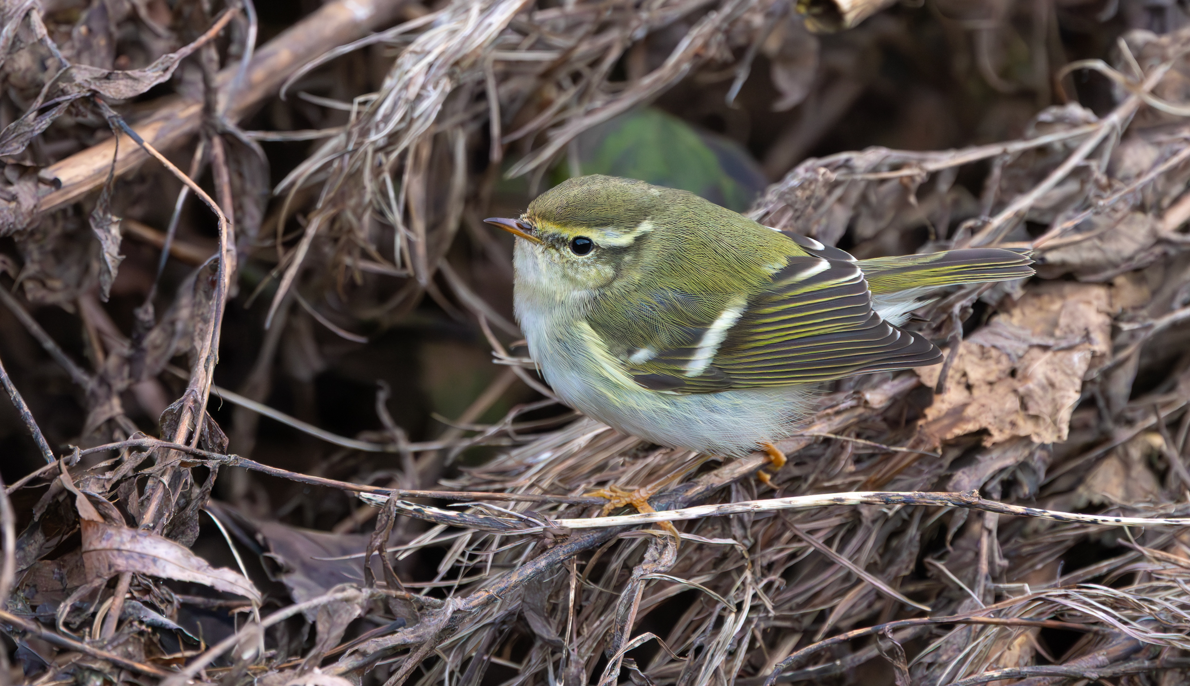 Yellow-browed Warbler, Hurley, Warwickshire