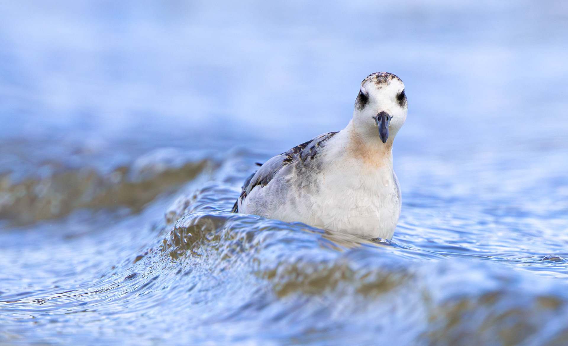 Grey Phalarope, Rutland Water, Leicestershire & Rutland