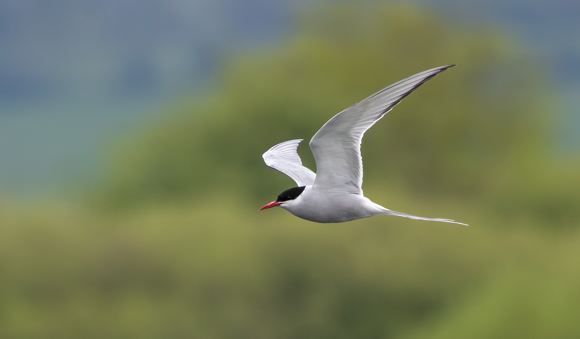 Arctic Tern, Attenborough NR, Nottinghamshire