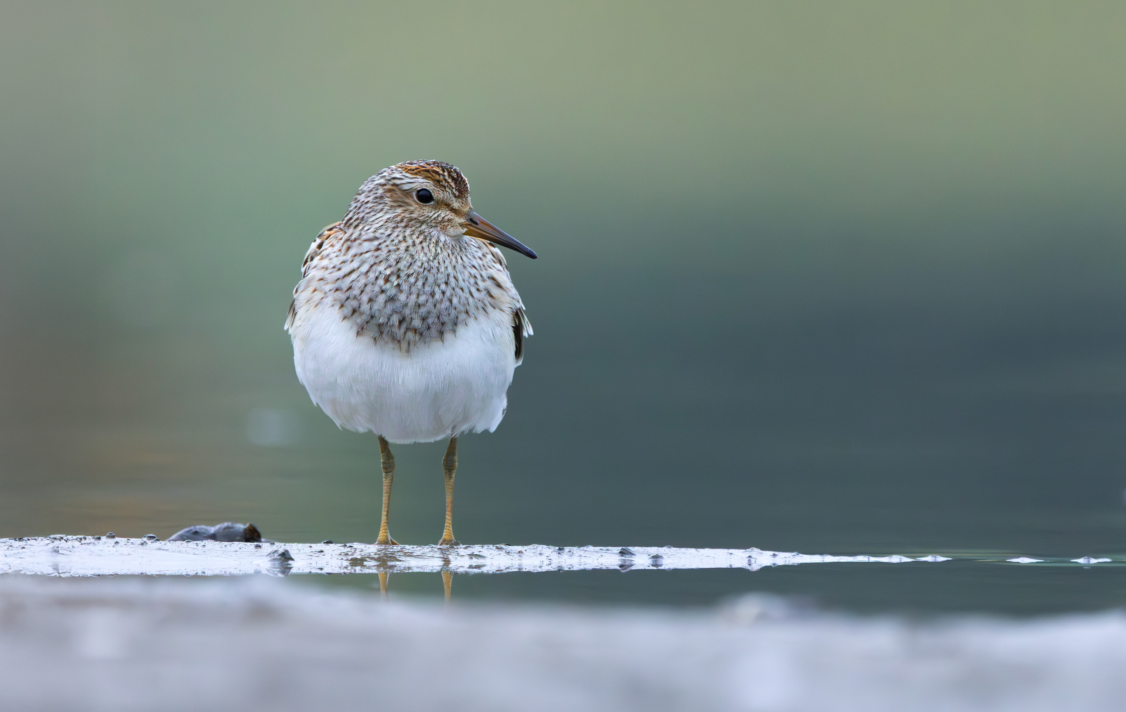 Pectoral Sandpiper, Hollowell Reservoir, Northamptonshire