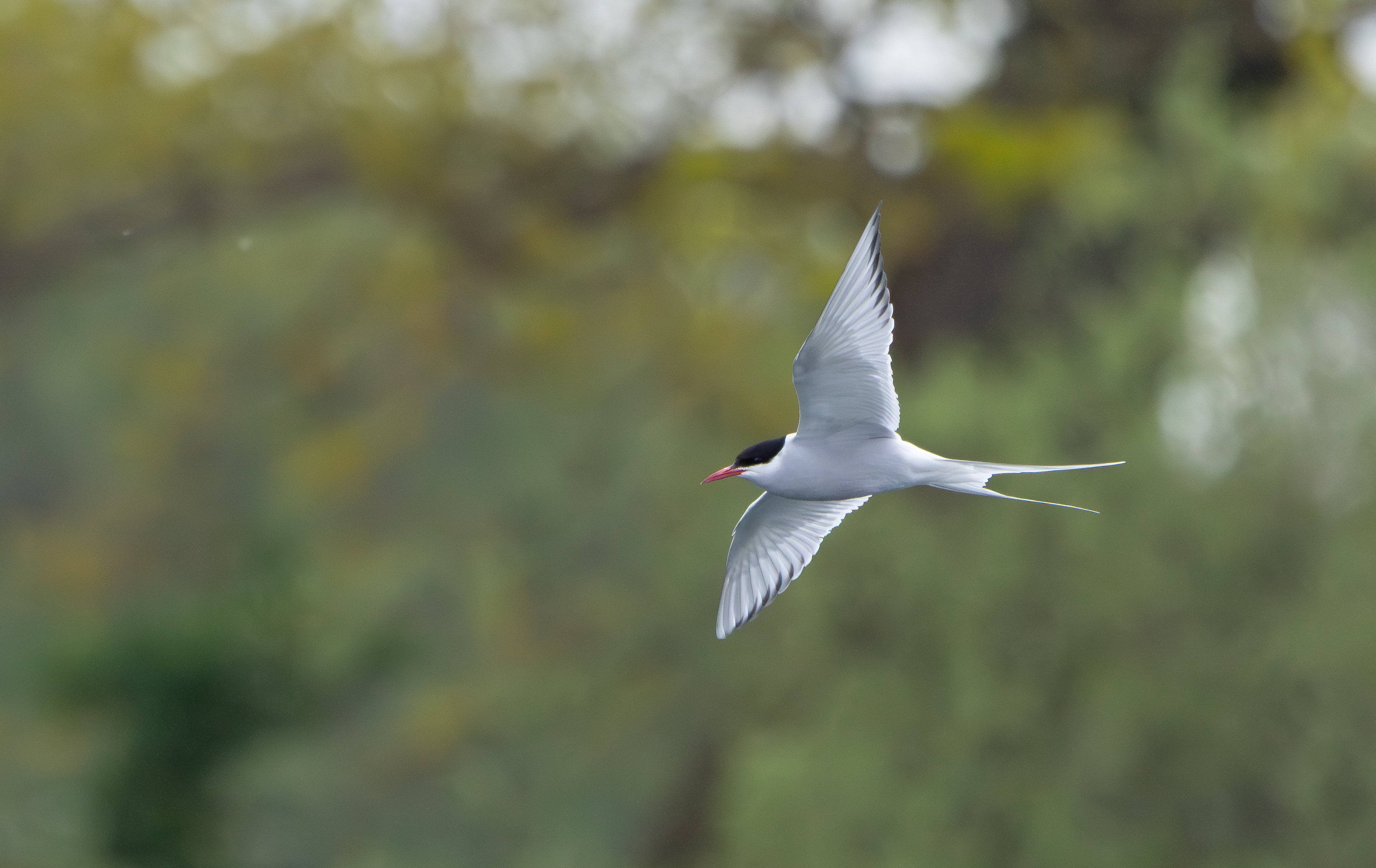 Arctic Tern, Attenborough NR, Nottinghamshire