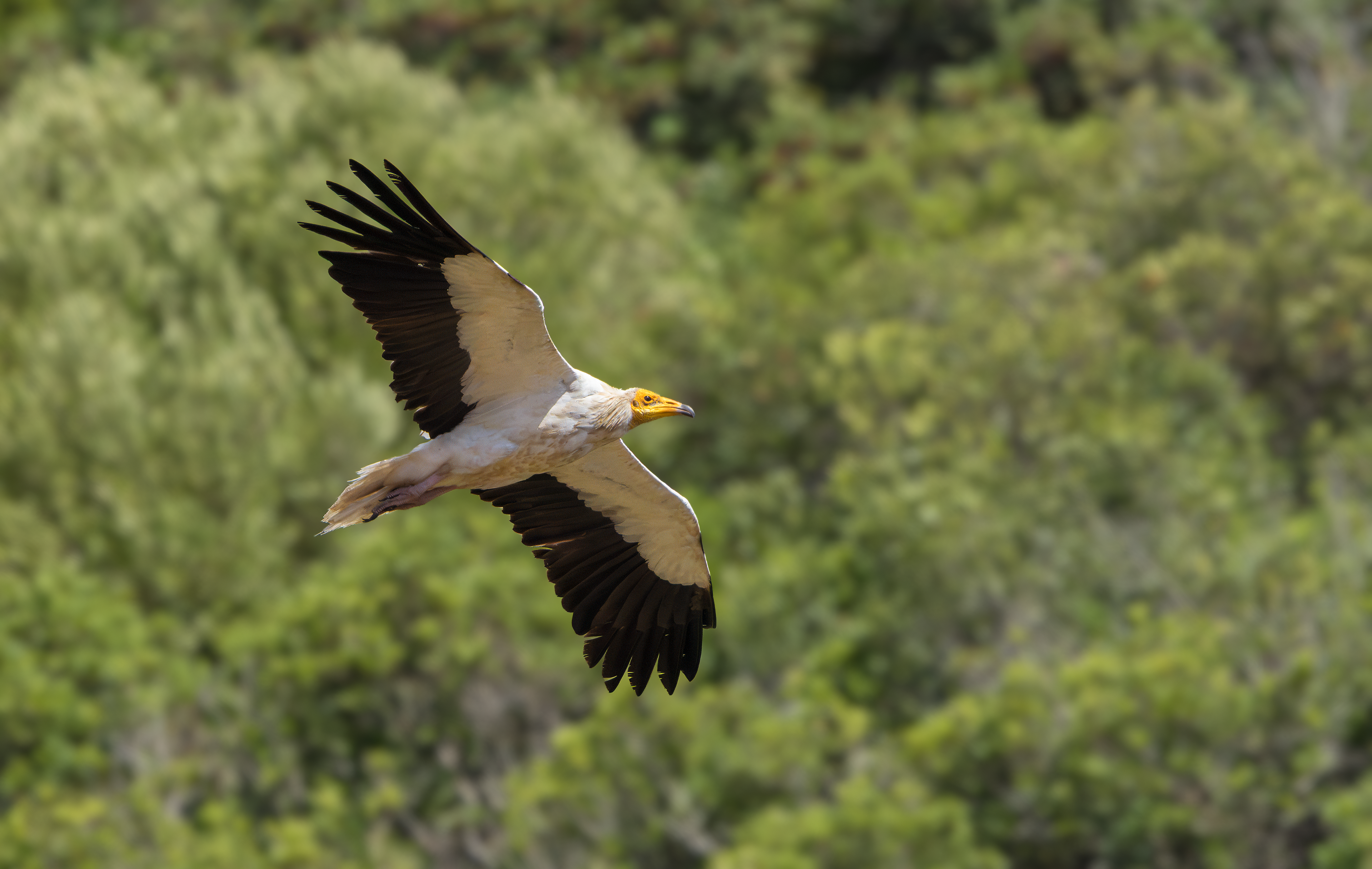 Egyptian Vulture, Cascabel