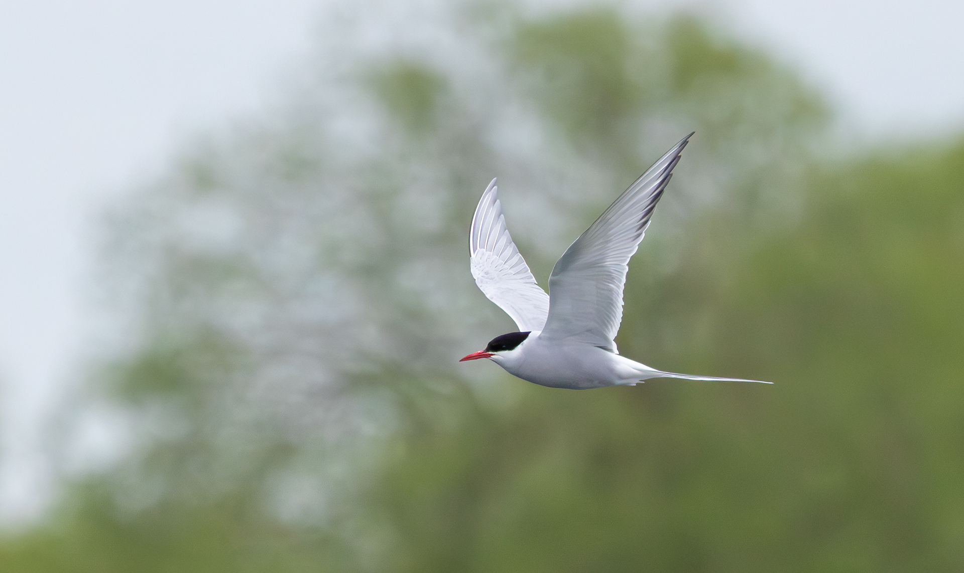 Arctic Tern, Attenborough NR, Nottinghamshire