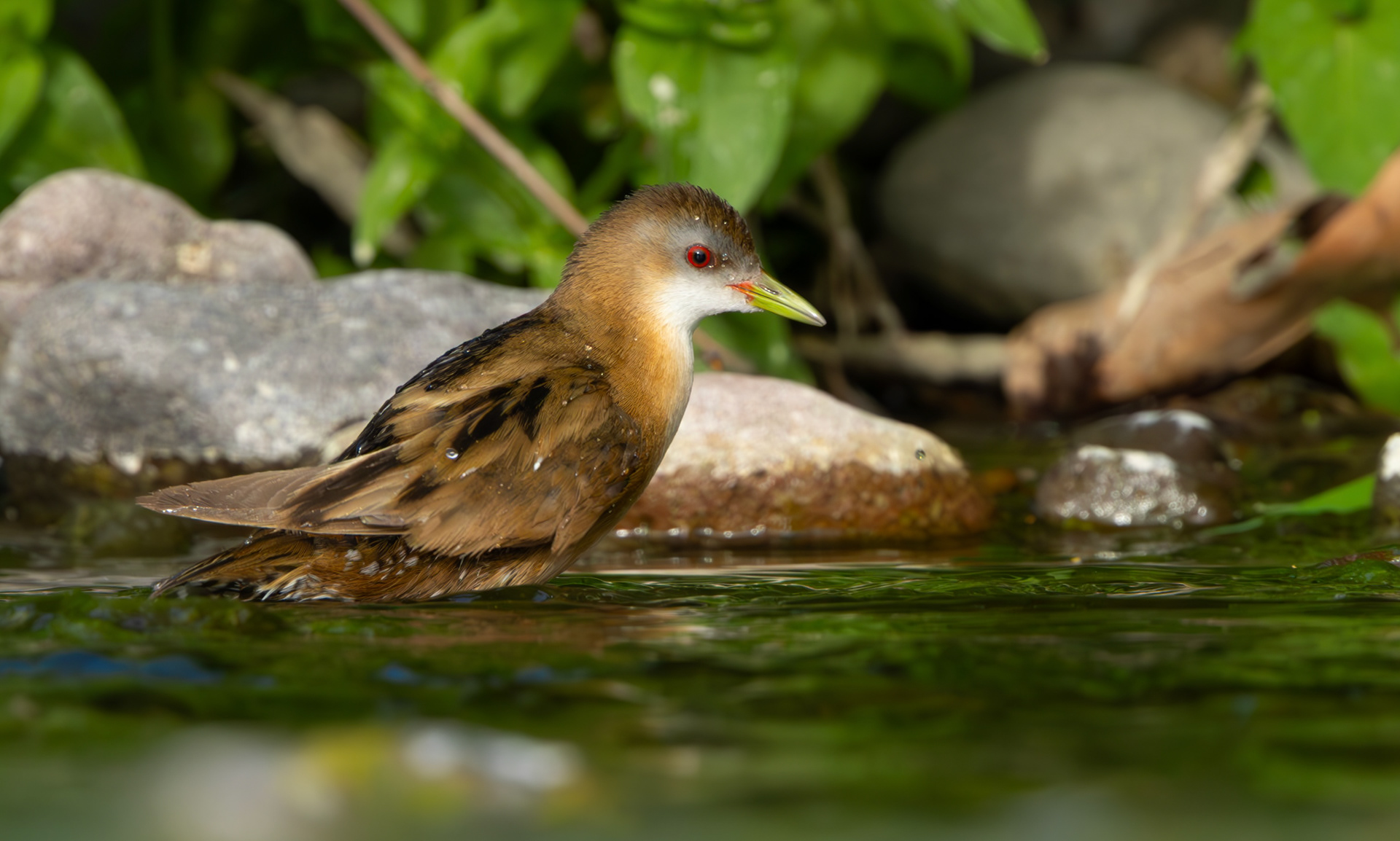 Little Crake