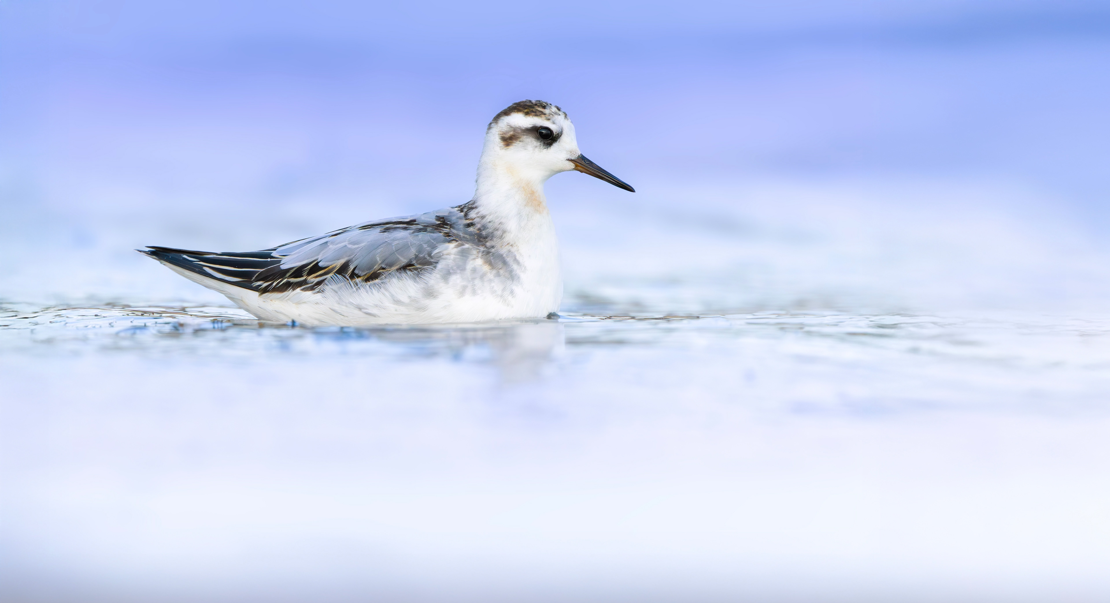 Grey Phalarope, Rutland Water, Leicestershire & Rutland