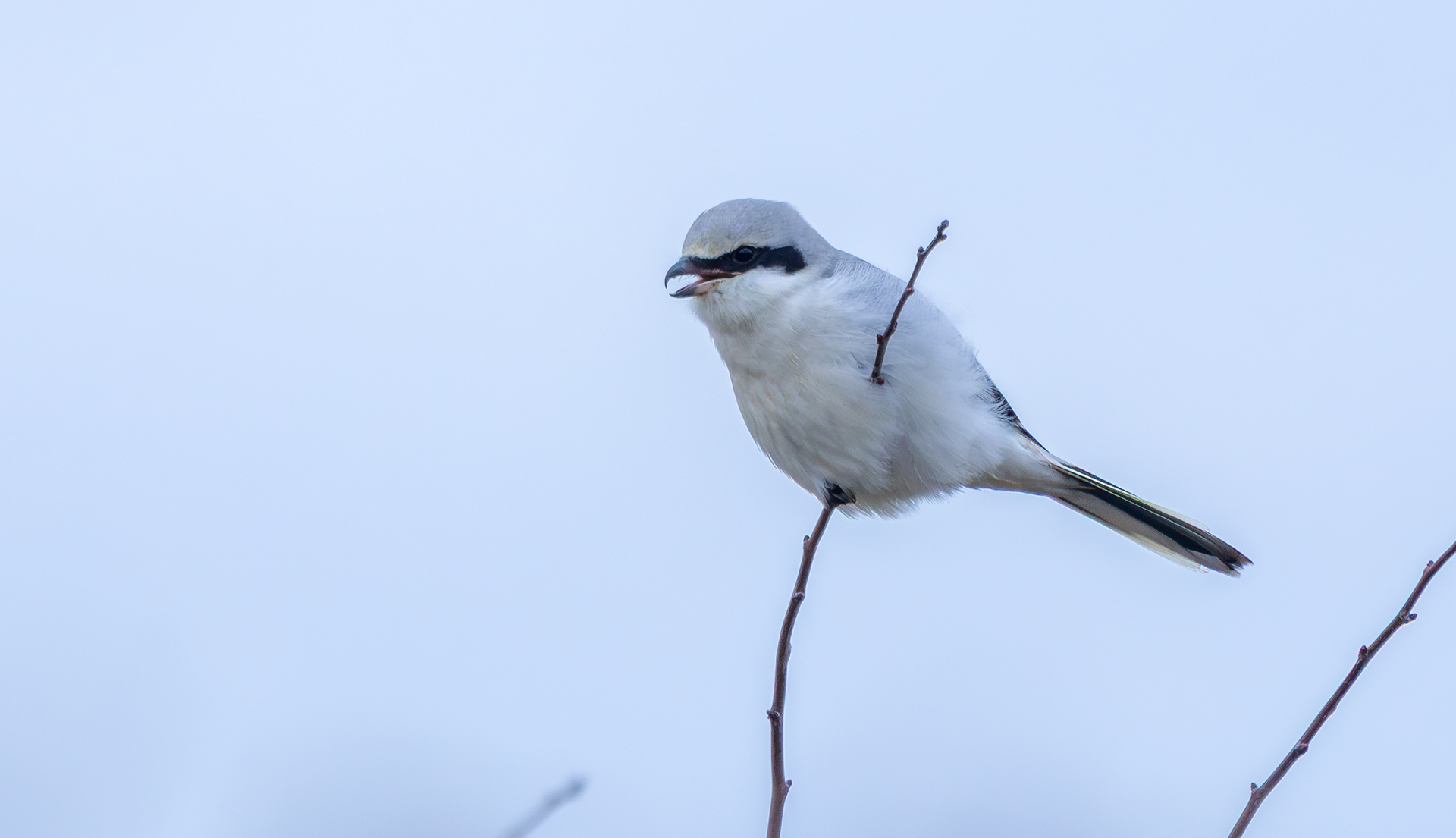 Great Grey Shrike, Fillingham, Lincolnshire