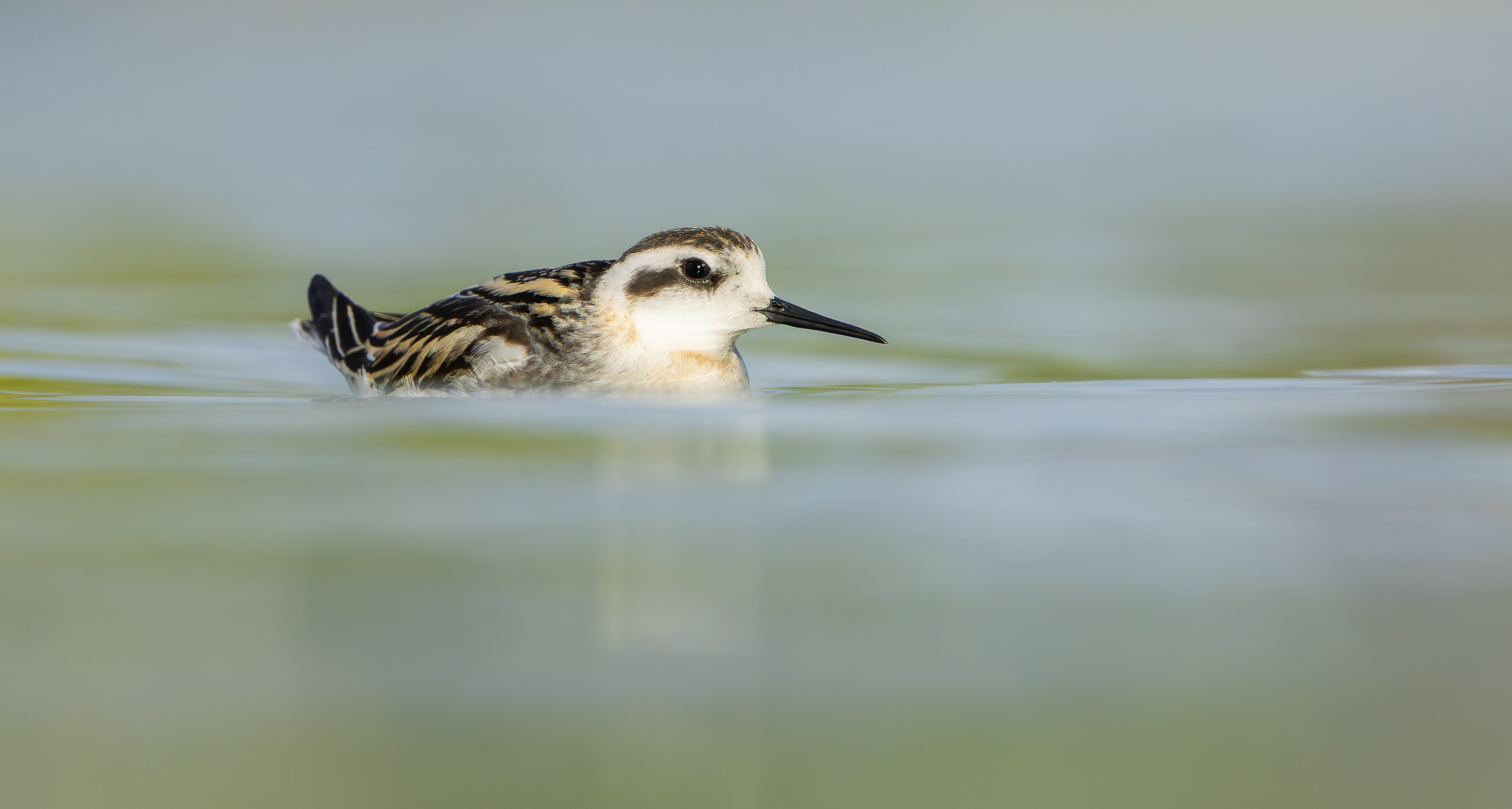 Red-necked Phalarope, Kingsbury Water Park, Warwickshire