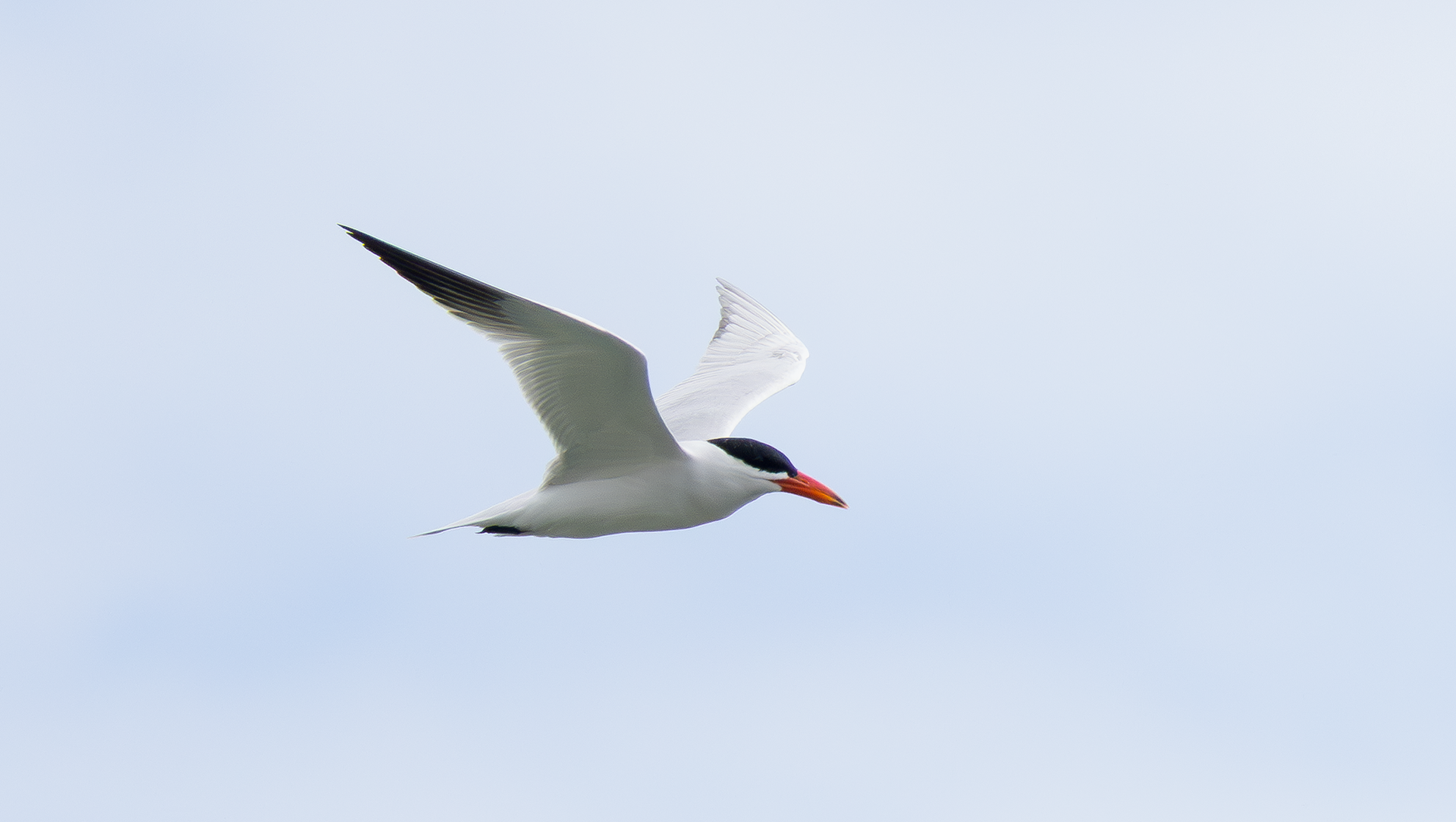 Caspian Tern
