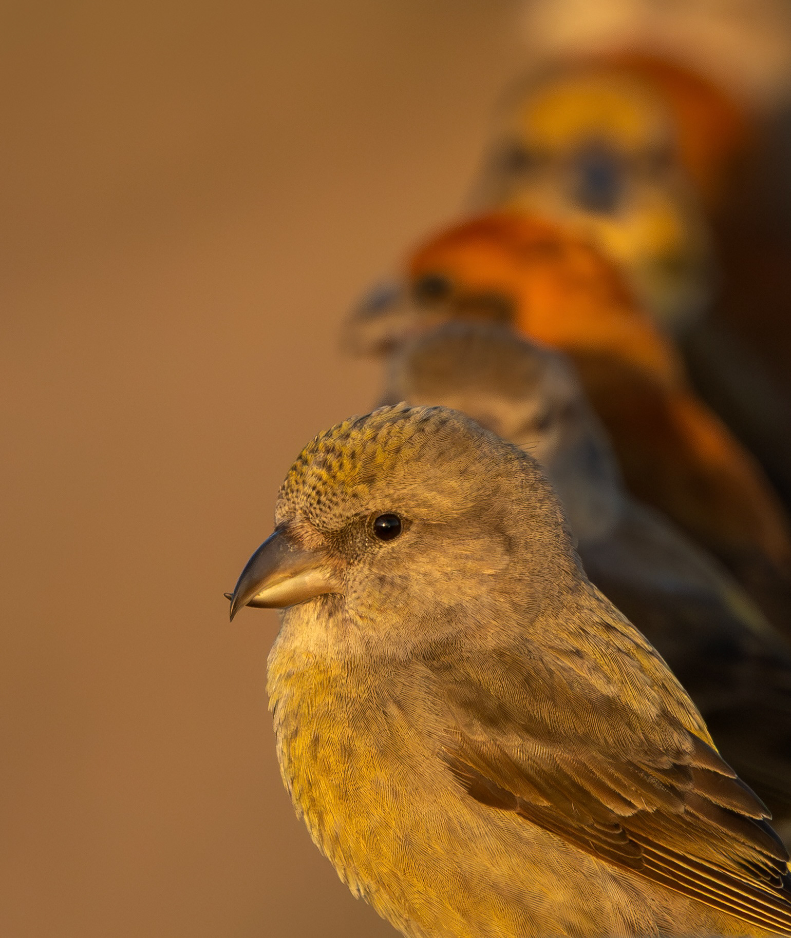 Common Crossbills, Nottinghamshire