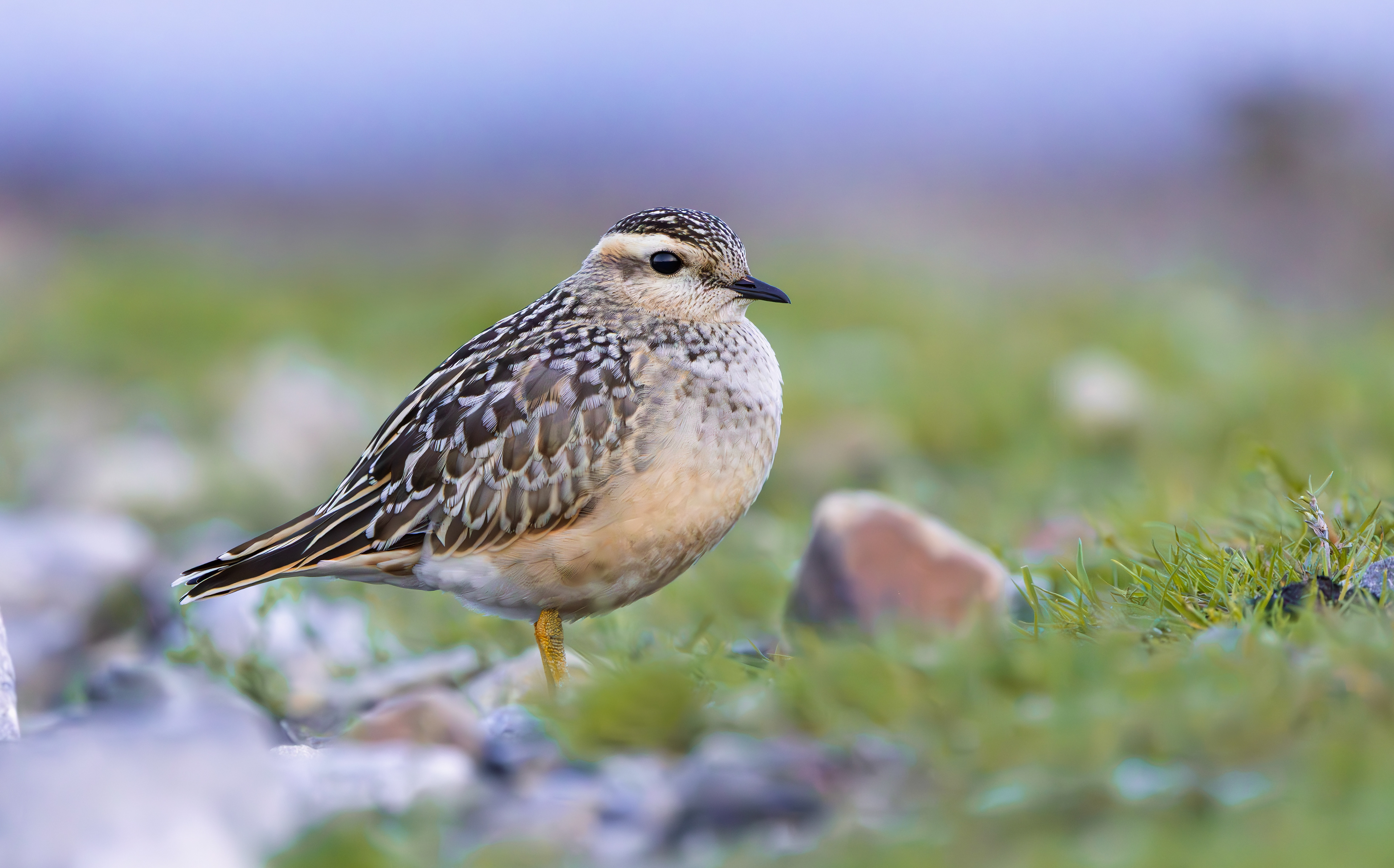 Eurasian DotEurasian Dotterel, Burbage Moor, South Yorkshireterel, Burbage Moor, South Yorkshire
