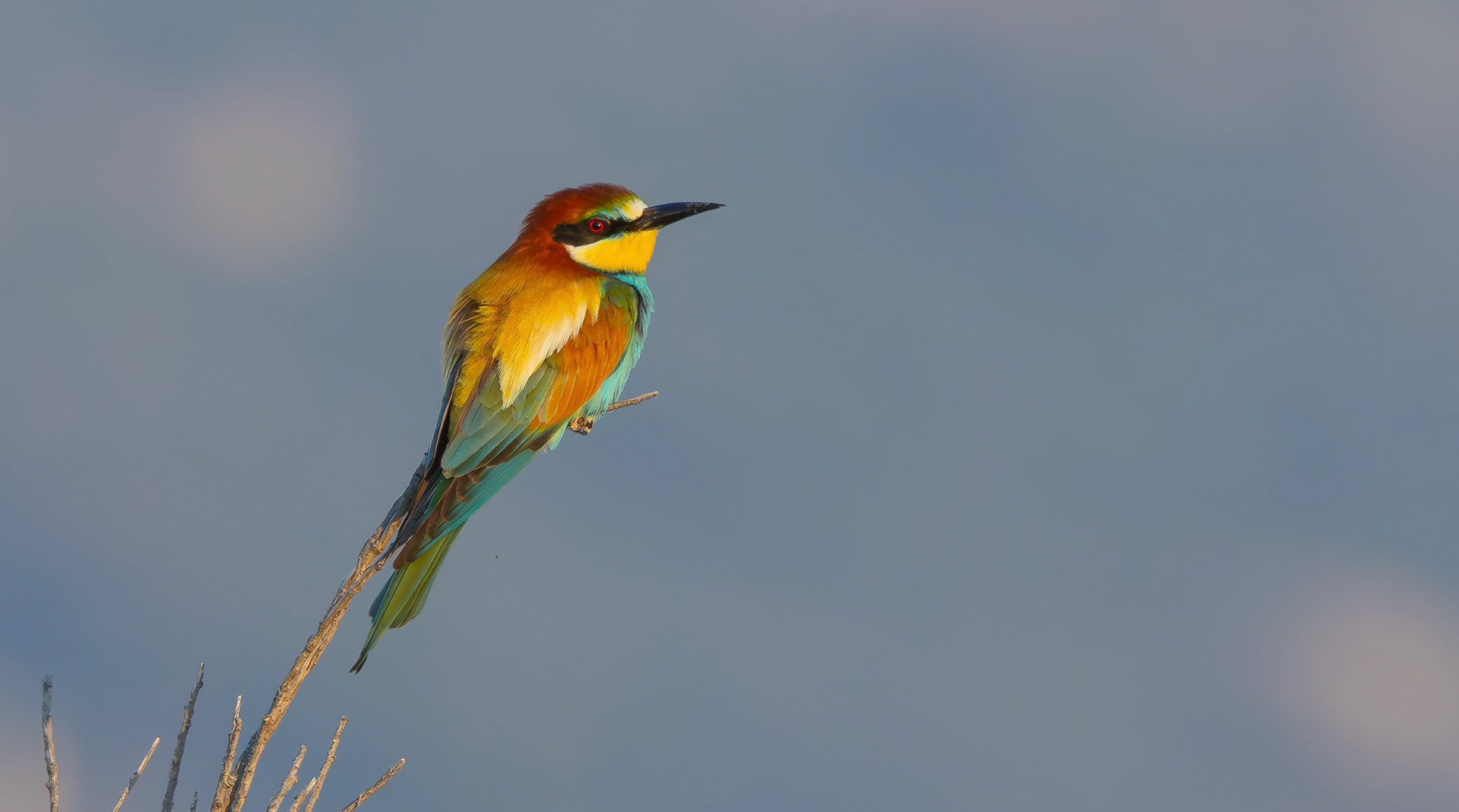 European Bee-eater