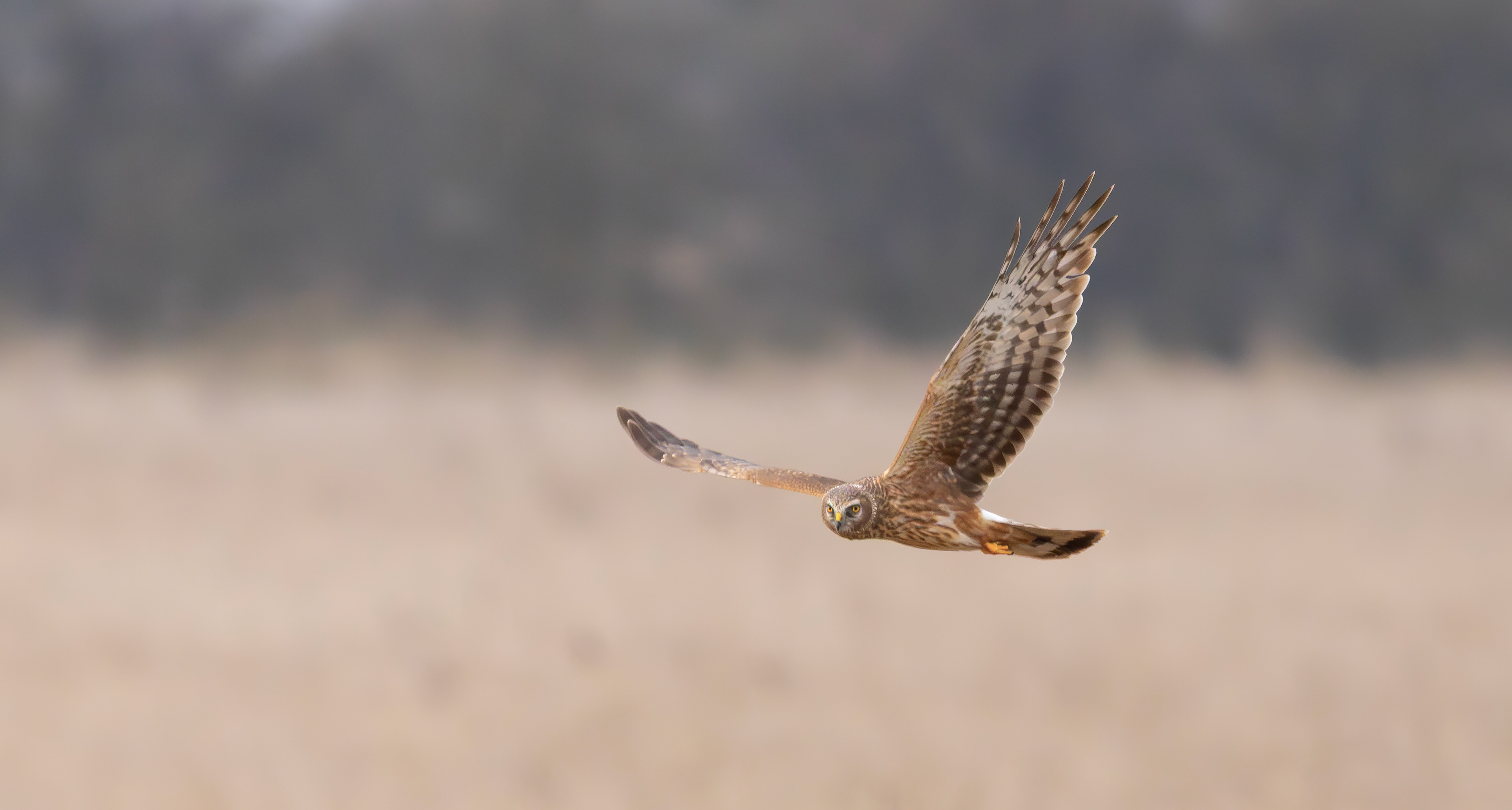 Hen Harrier, Lincolnshire