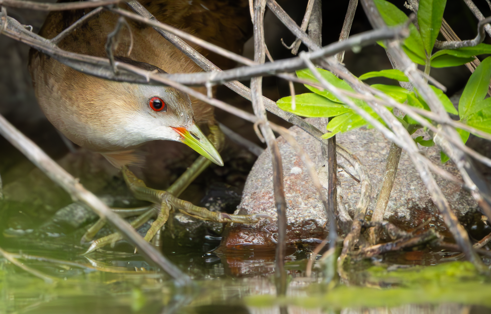 Little Crake