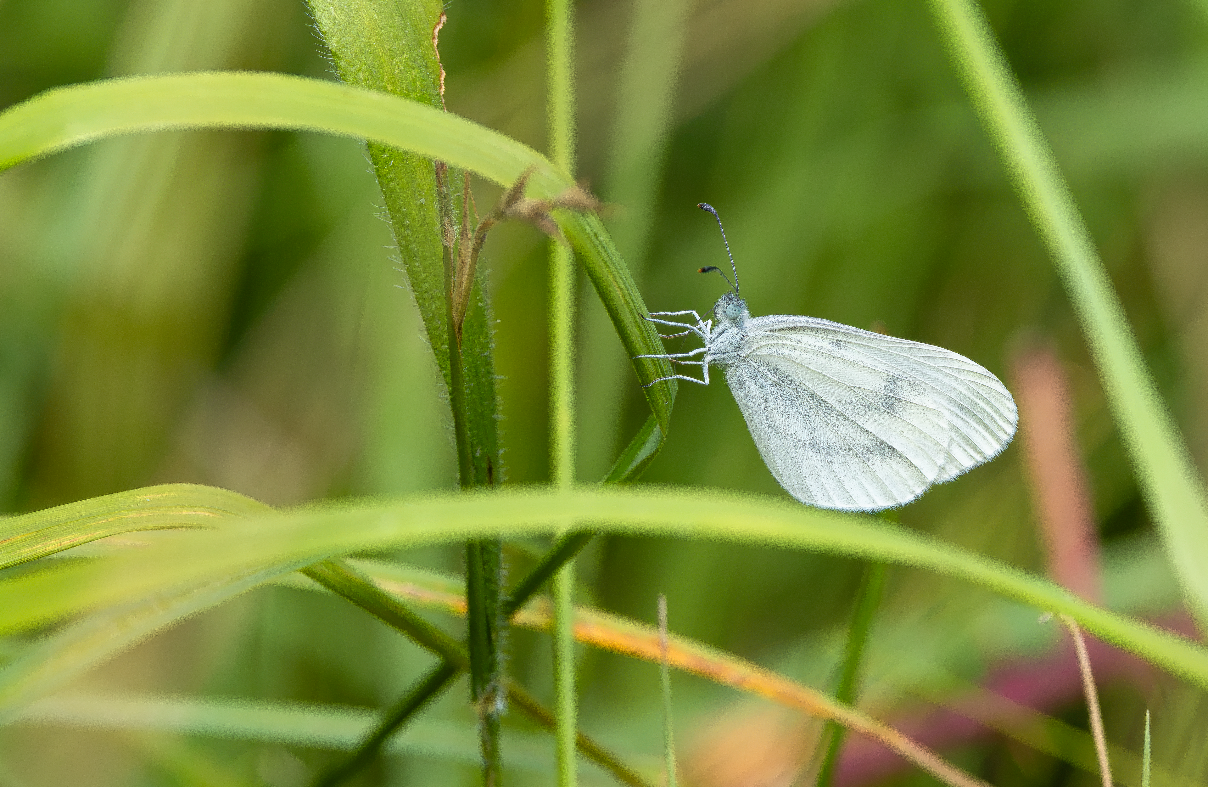 Wood White, Salcey Forest, Northamptonshire
