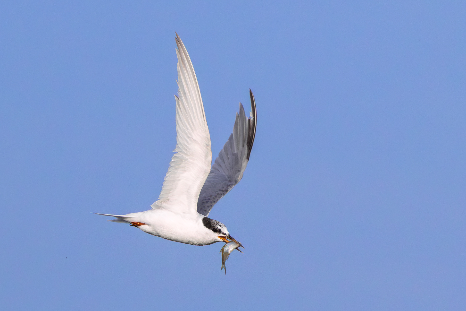 Little Tern, Holme Pierrepont, Nottinghamshire