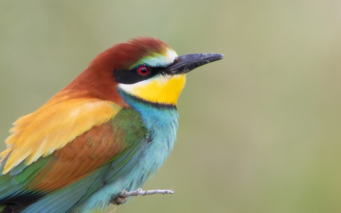 European Bee-eater