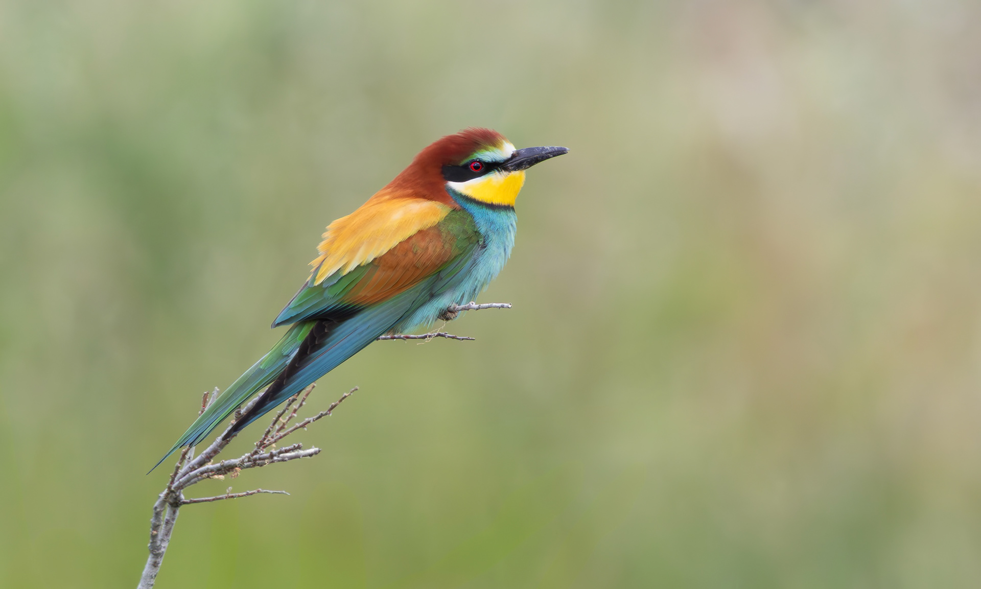 European Bee-eater, Lesvos