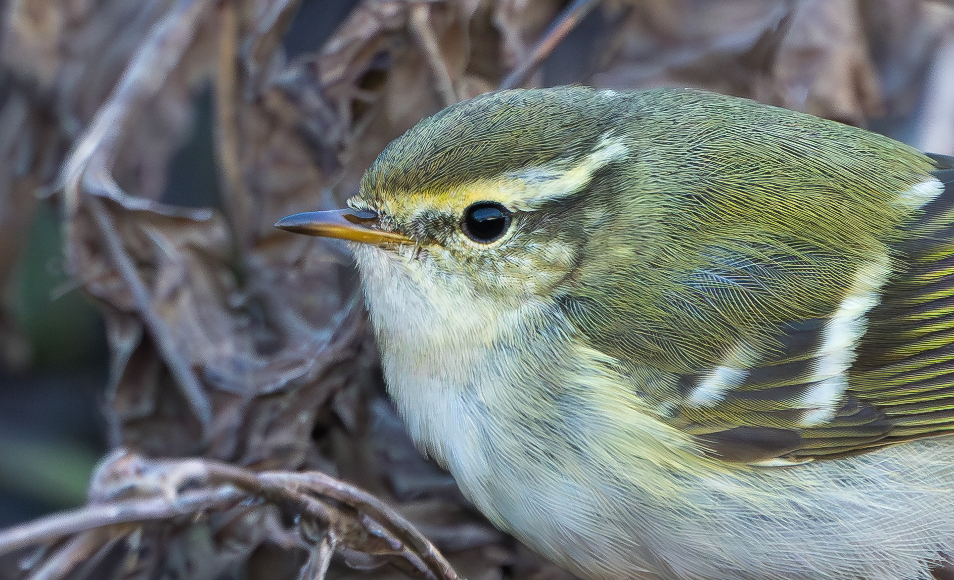 Yellow-browed Warbler, Hurley, Warwickshire