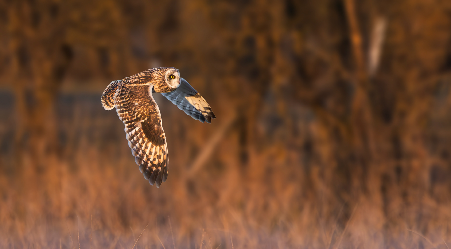 Short-eared Owl, Lincolnshire