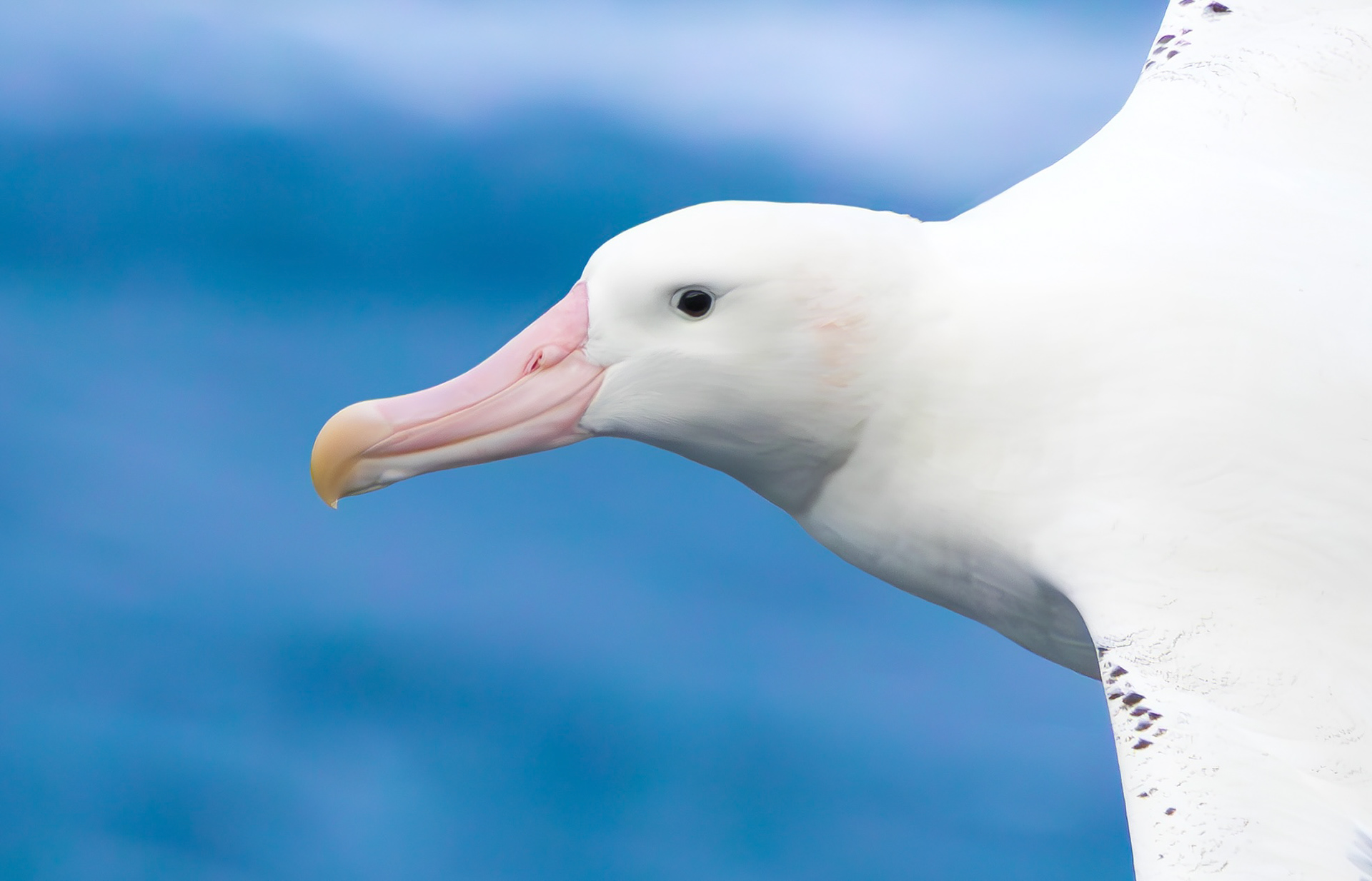 Snowy Albatross