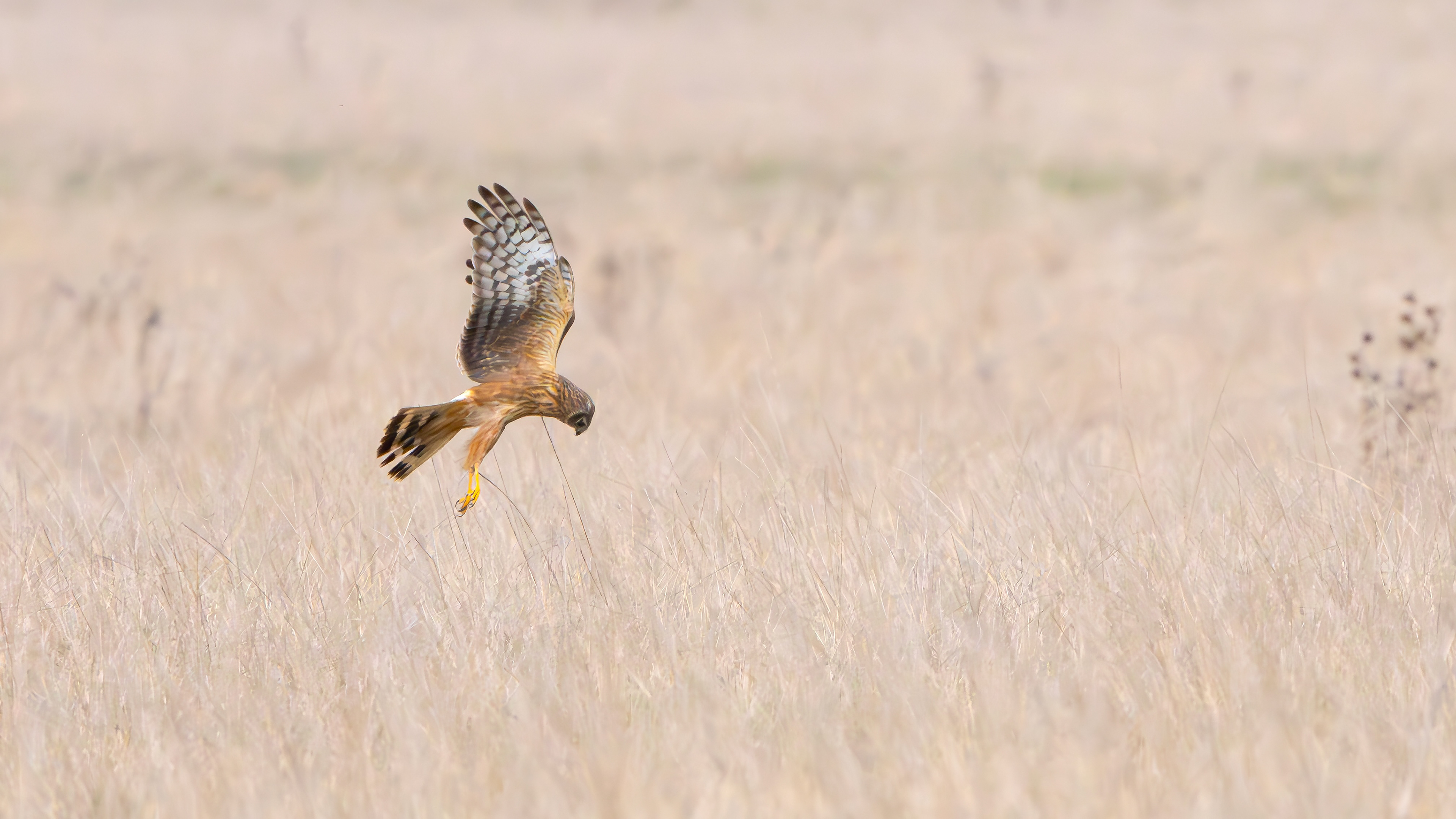 Short-eared Owl, Lincolnshire