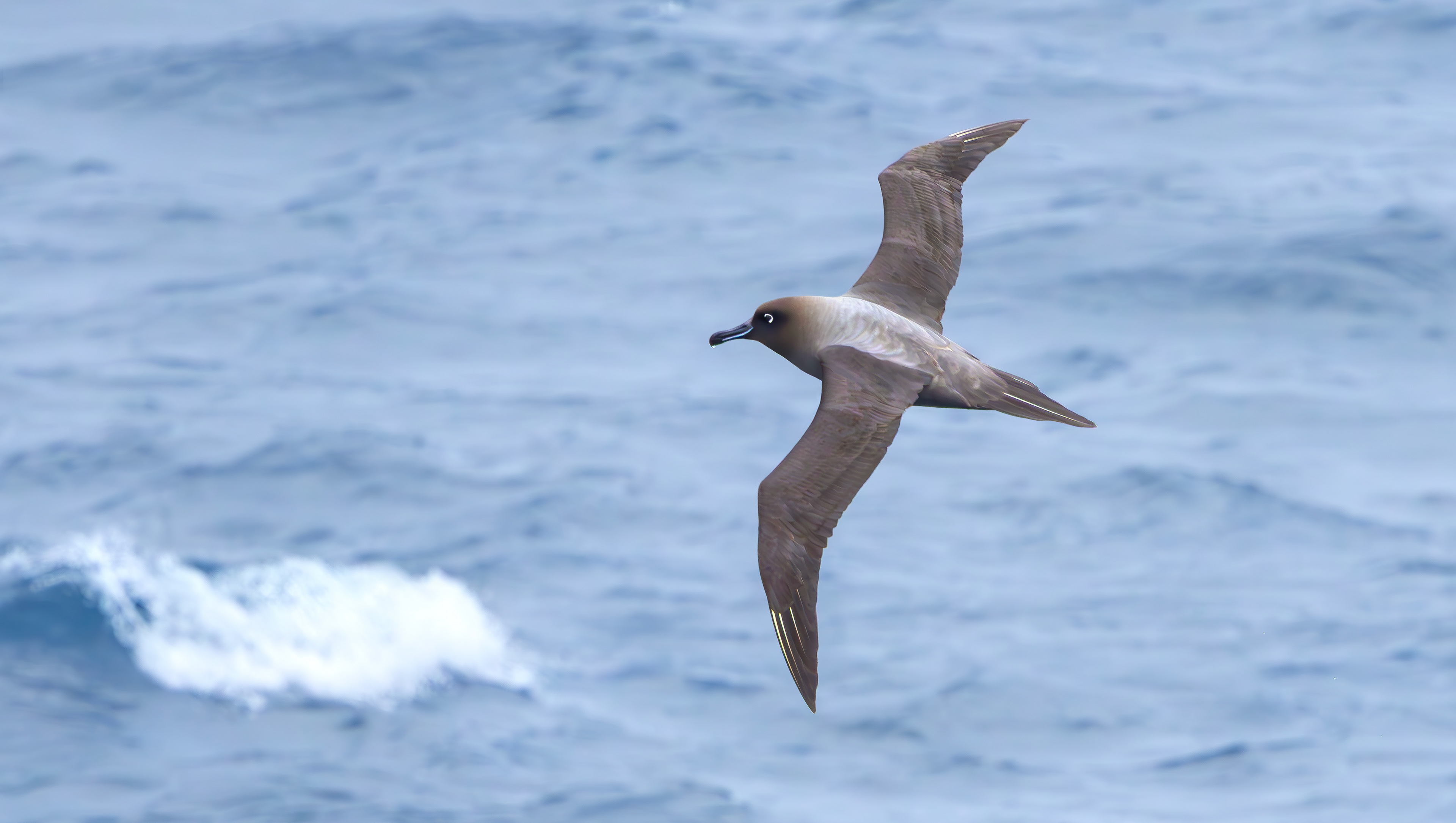 Light-mantled Albatross